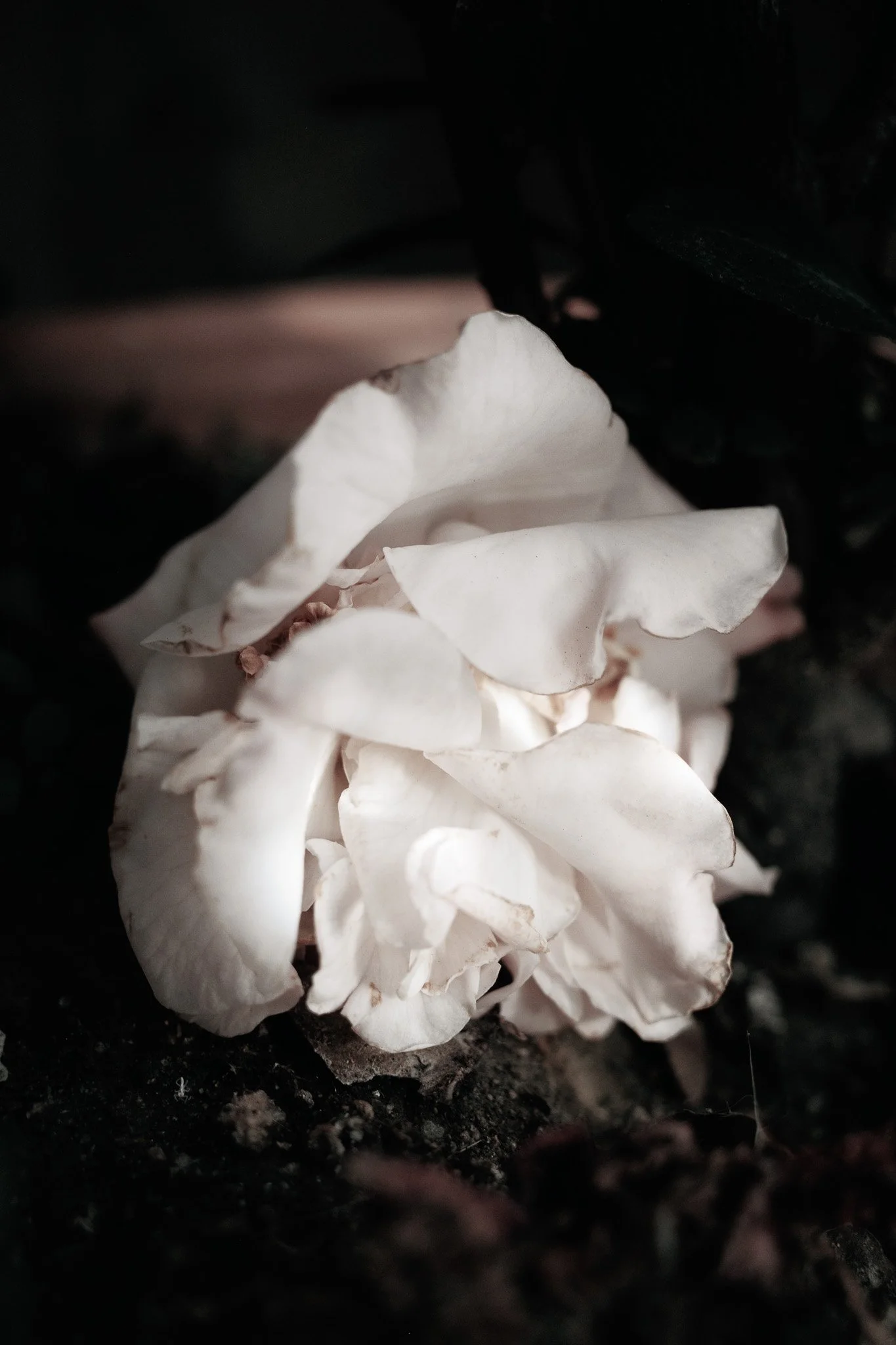 7CE0C632-C46F-40C8-AEB7-967B507A1136 2-3.jpg