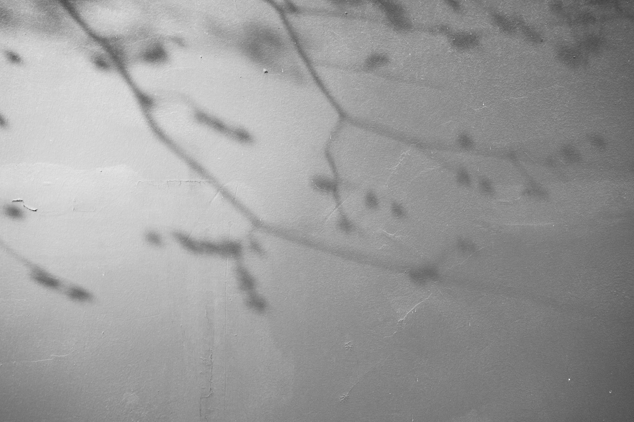 DSC02433.jpg