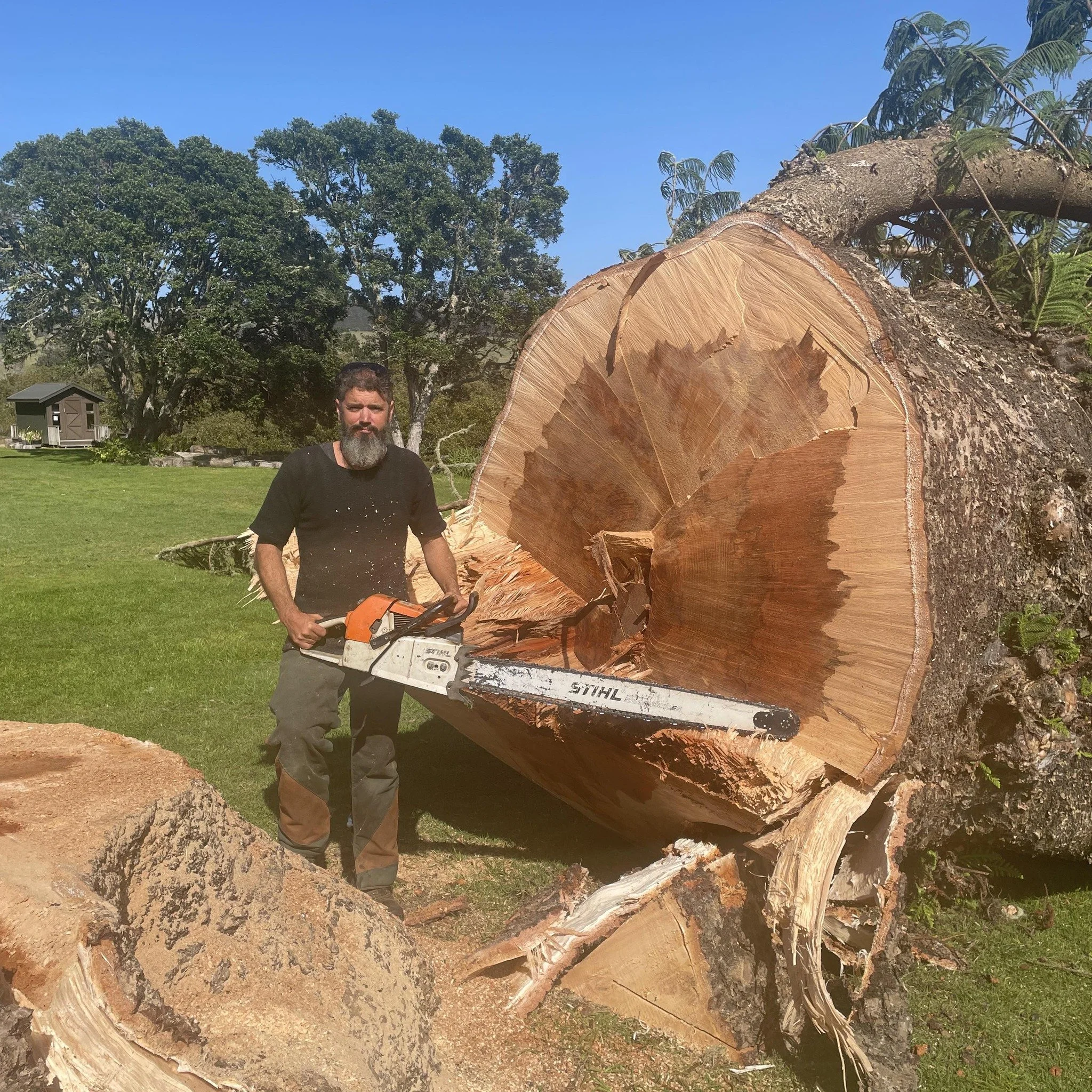 Andreos big tree.jpg