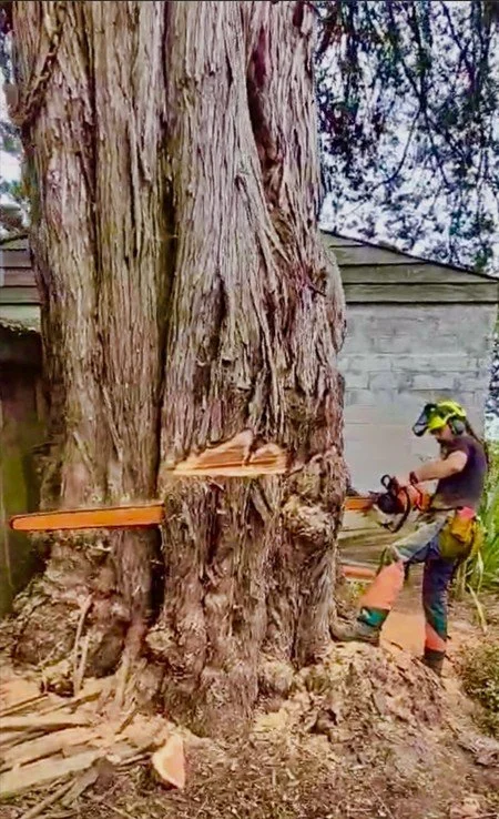 andreos massive tree.jpg