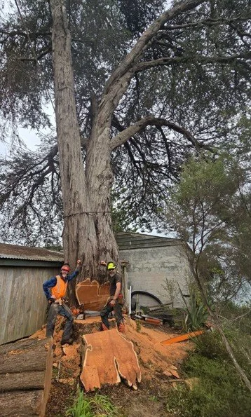 andreos andre large tree.jpg