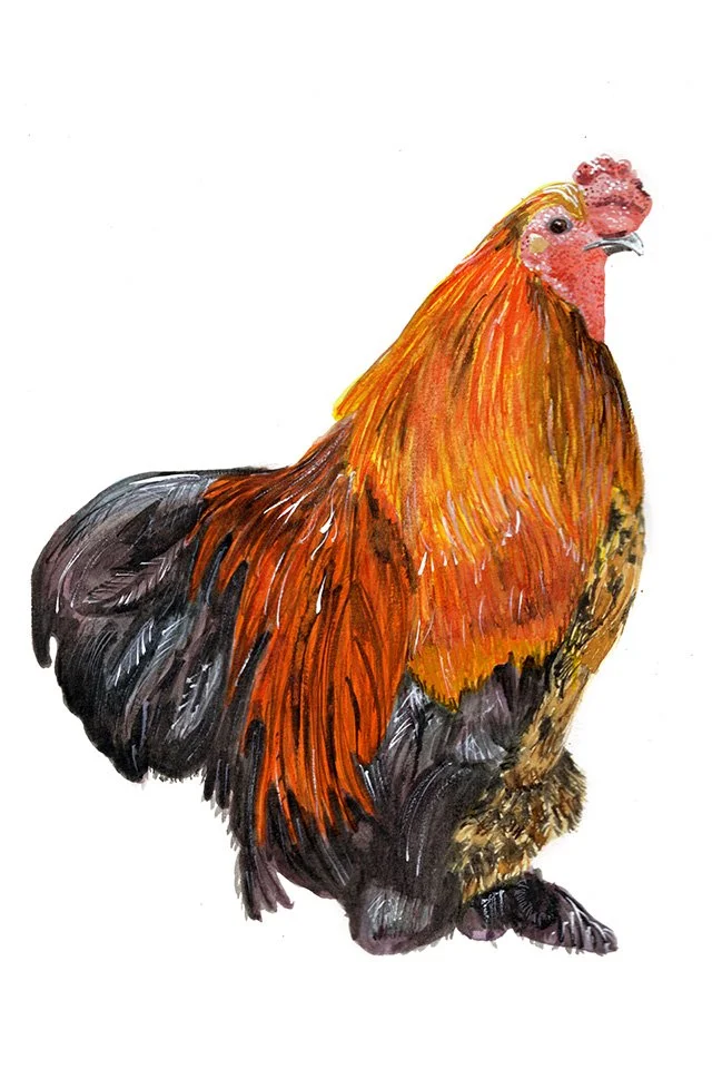 Bok This Way, 8 x 12": This handsome rooster had quite the strut. A leader in the making, for sure.