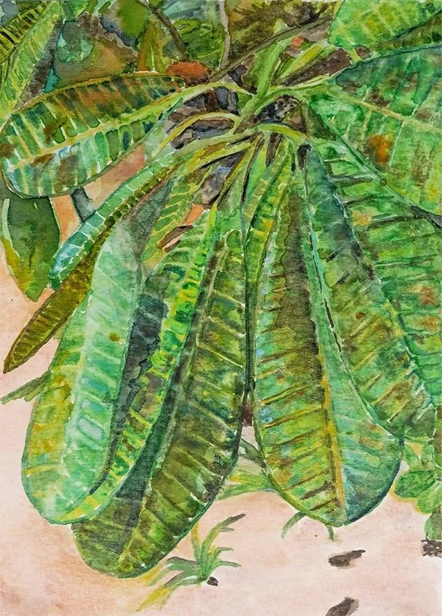 Belizian Flora 2