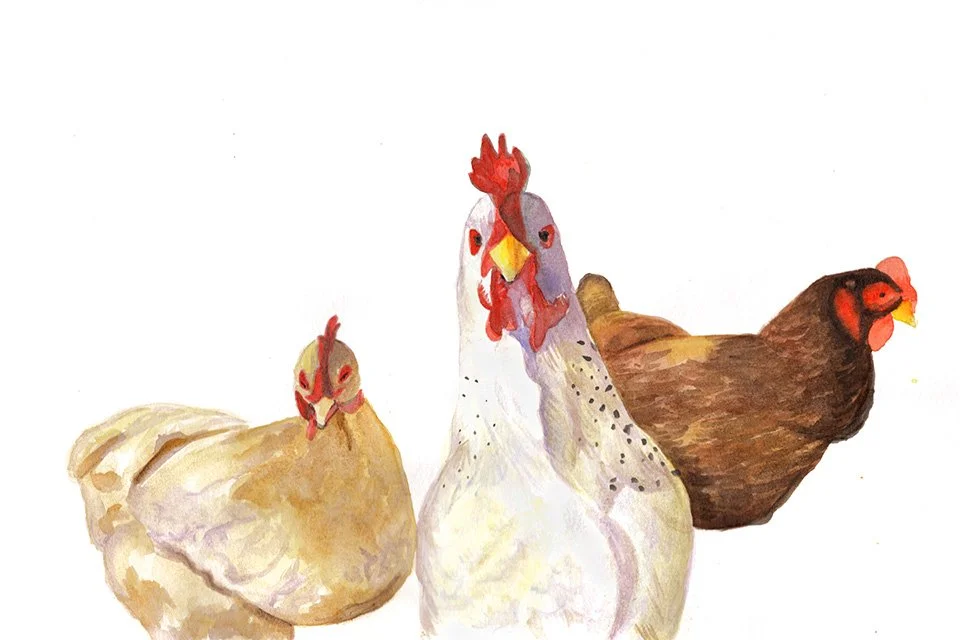 Mother Cluckers, 8 x 12": The moment my friend sent me a picture of these hens, all I could think was, "Backstreet Boys album cover!" Once I had recovered from the laughing, I realized the head hen, or mother clucker if you will, had her head cocked 