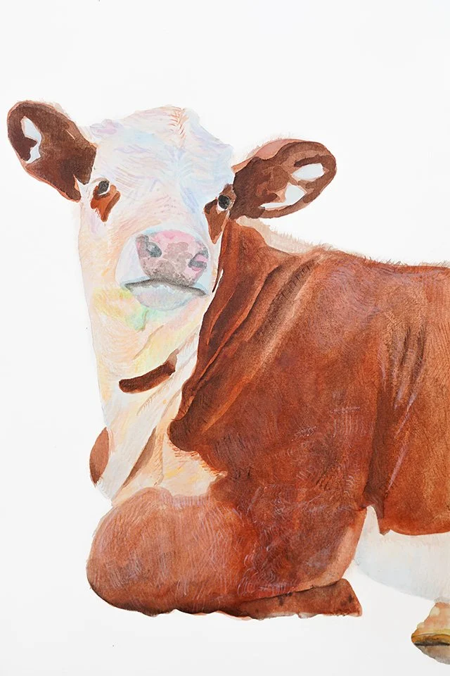 La Heifa, 8 x 12": La Jefa means "boss" in Spanish. This heifer had quite the stage presence. She was clearly the boss of her pasture. Thus, La Heifa (pronounced the same) was born.