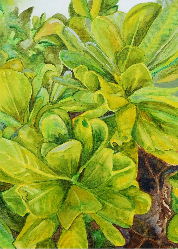 Belizian Flora