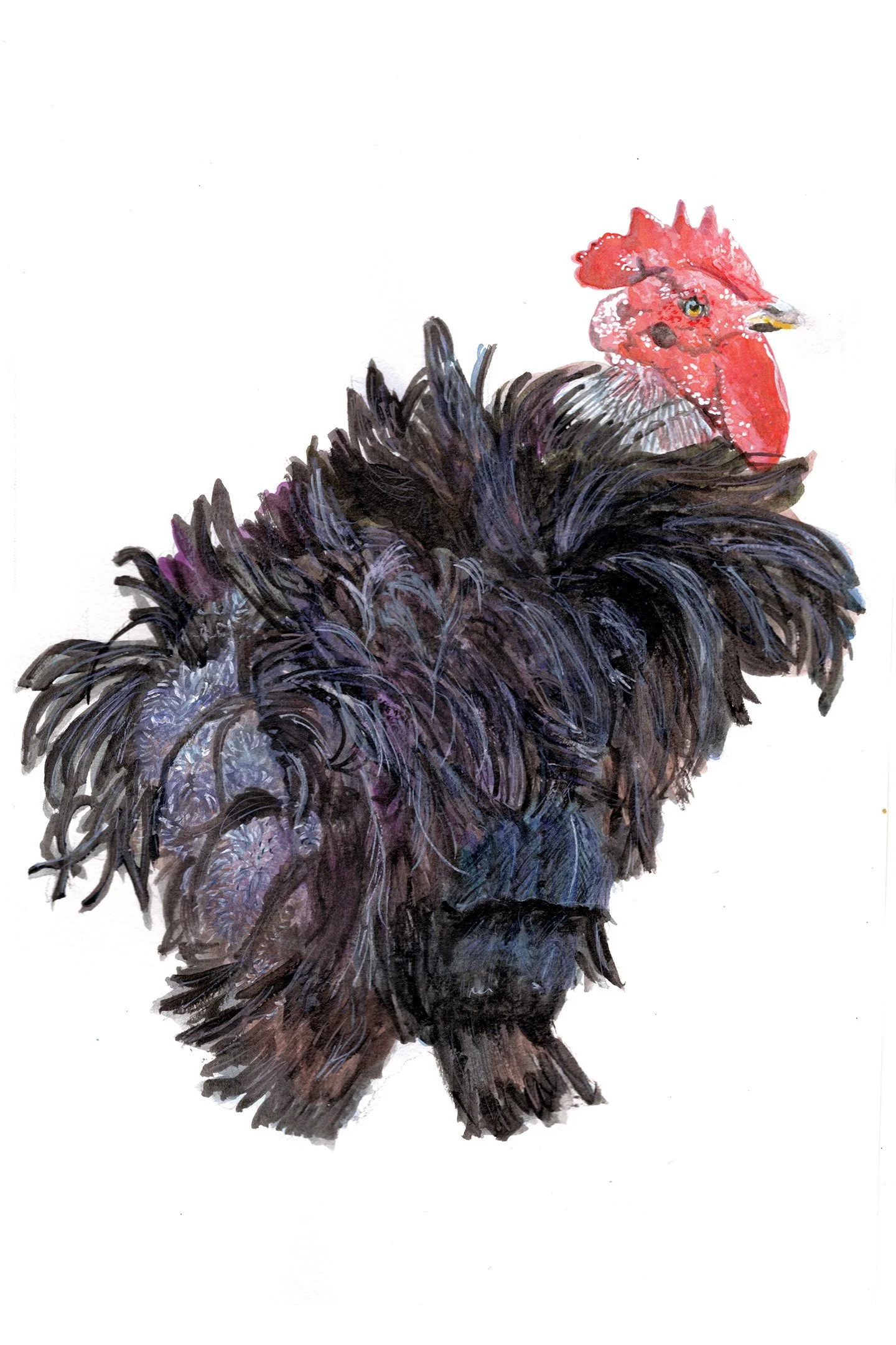 Damn Abel, 8 x 12": Damn Abel was a fiesty rooster that tormented a dear friend of mine and his fellow farm-lifers from day one until his final sayonara. "I think he got roughed up by the others some and that's why he was so fucked up looking." Let's