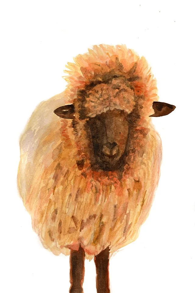 What Are Ewe Looking At? 8 x 12": This bushy girl was spied by a friend of mine on a trip to Colorado. The sunset made her wool glow golden, and the look on her face made it appear that she was just along for the ride.