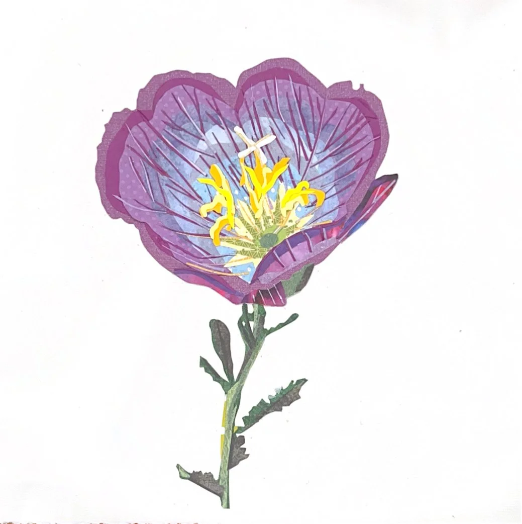 Pink Evening Primrose, 12 x 12"