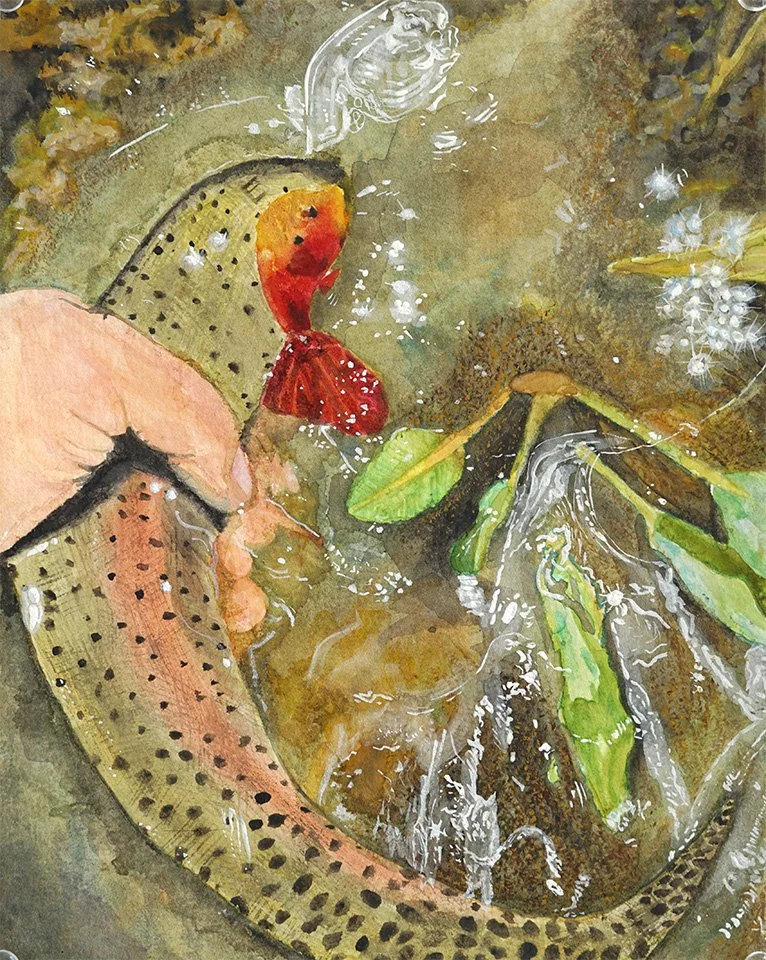 Cutthroat Catch, 8 x 10", original SOLD: Cutthroat Catch was another moment I immortalized for a friend-his first catch on a fly rod. This gorgeous Cutthroat Trout was caught up on the mesa near Grand Junction, CO. The texture of his scales was creat