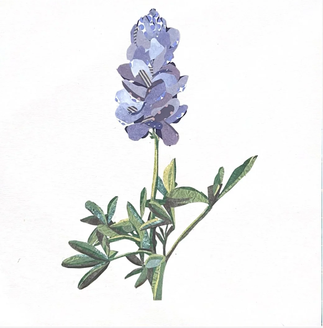 Bluebonnet, 12 x 12"