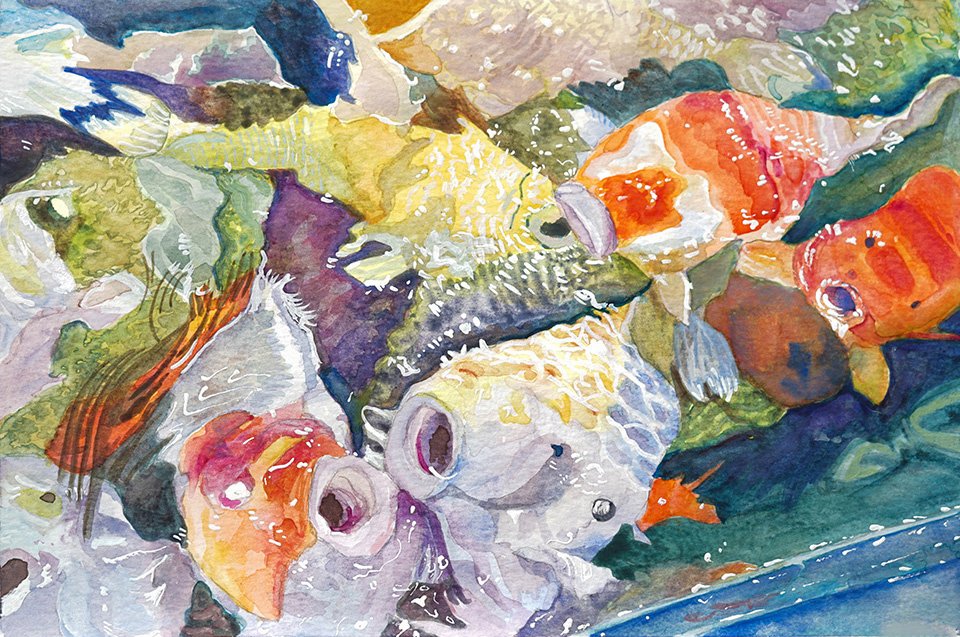 Hungry Boys, 7.5 x 11": I tackled Hungry Boys immediately after finishing Big Bellied Babies. The rounded mouths of the Koi are reaching up for the live baby shrimp that I dangled over their tank. They truly were hungry boys, and they splashed us as 