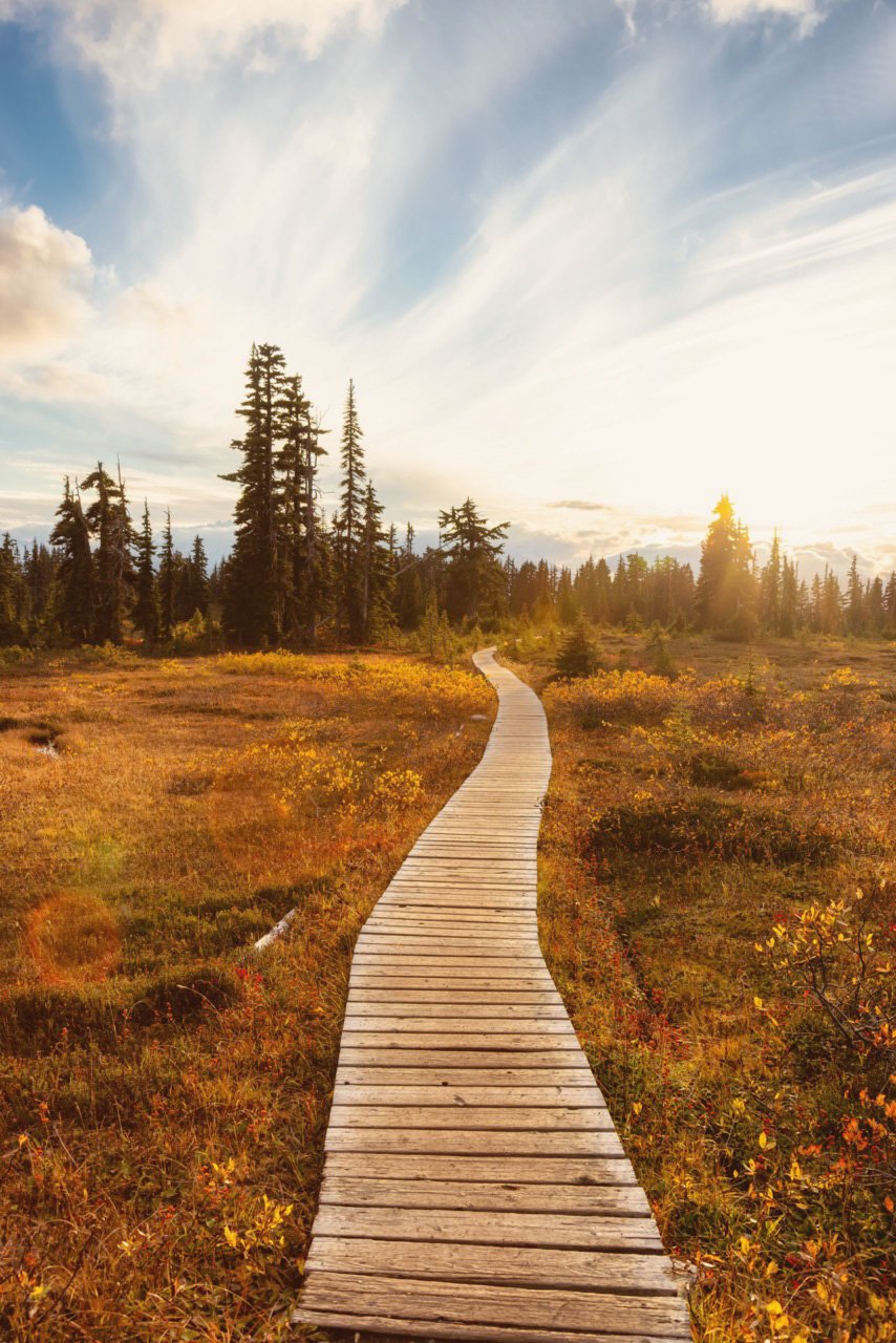 Coaching Path, Consulting, Journey, Pastor path A winding wooden boardwalk through a meadow with tall pine trees in the background under a partly cloudy sky with the sun shining.