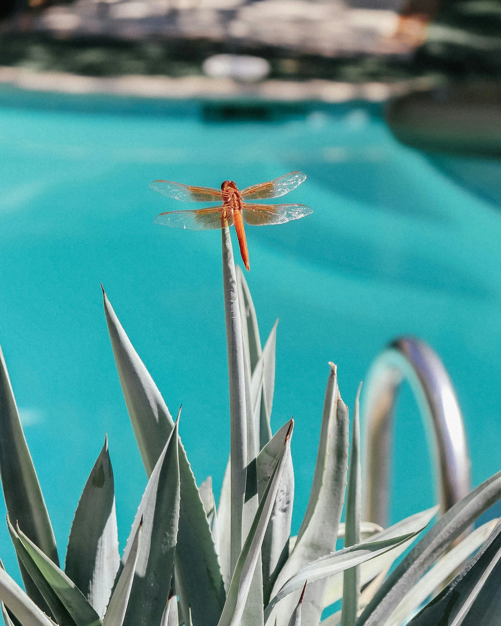 A red dragonfly perched on a tall, pointed plant stem near a swimming pool of bright turquoise color.