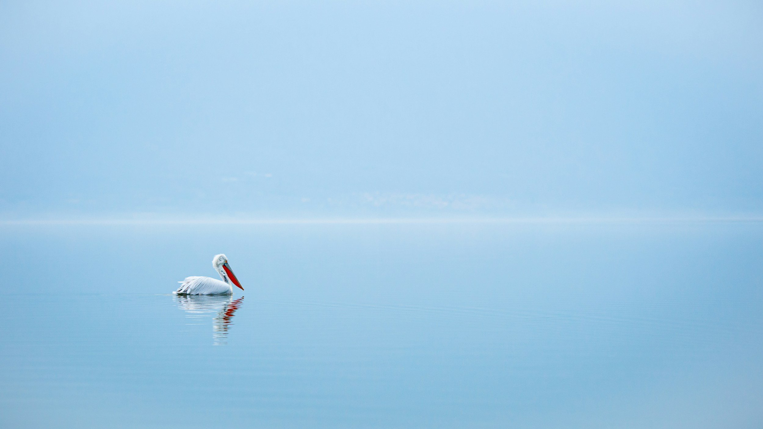 A lone white pelican floating on calm, blue water with a matte, foggy background.