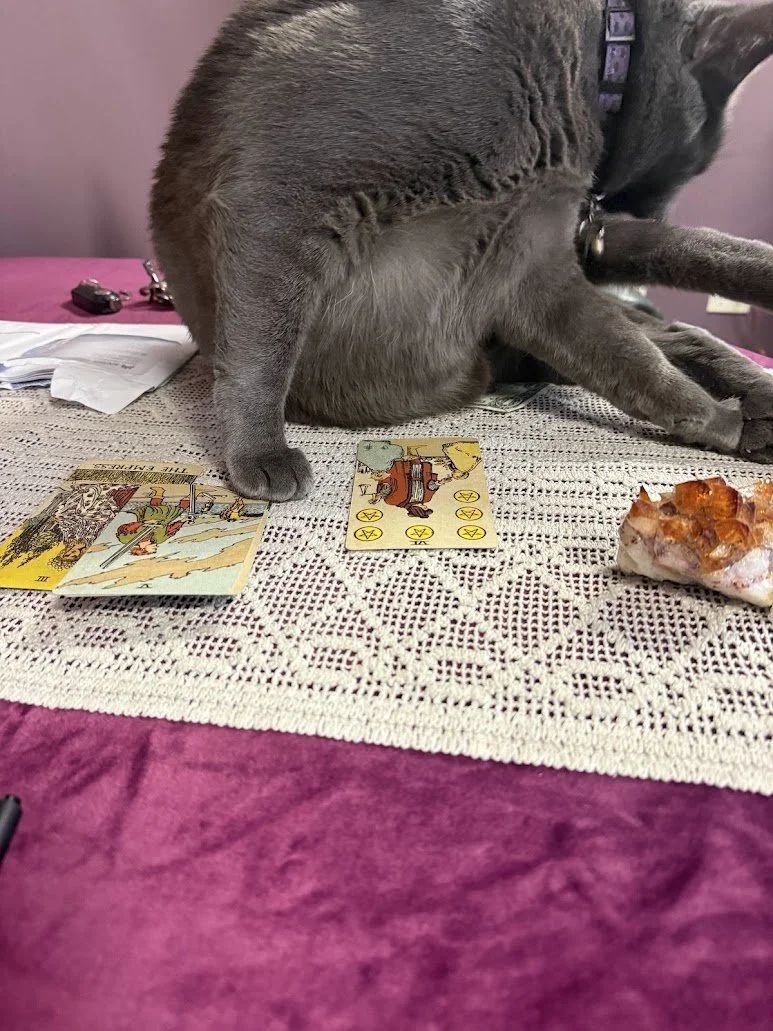 A gray cat wearing a purple collar sitting on a table with tarot cards and an orange and white gemstone. The table has a lace cloth, and there are objects in the background on a pink surface.