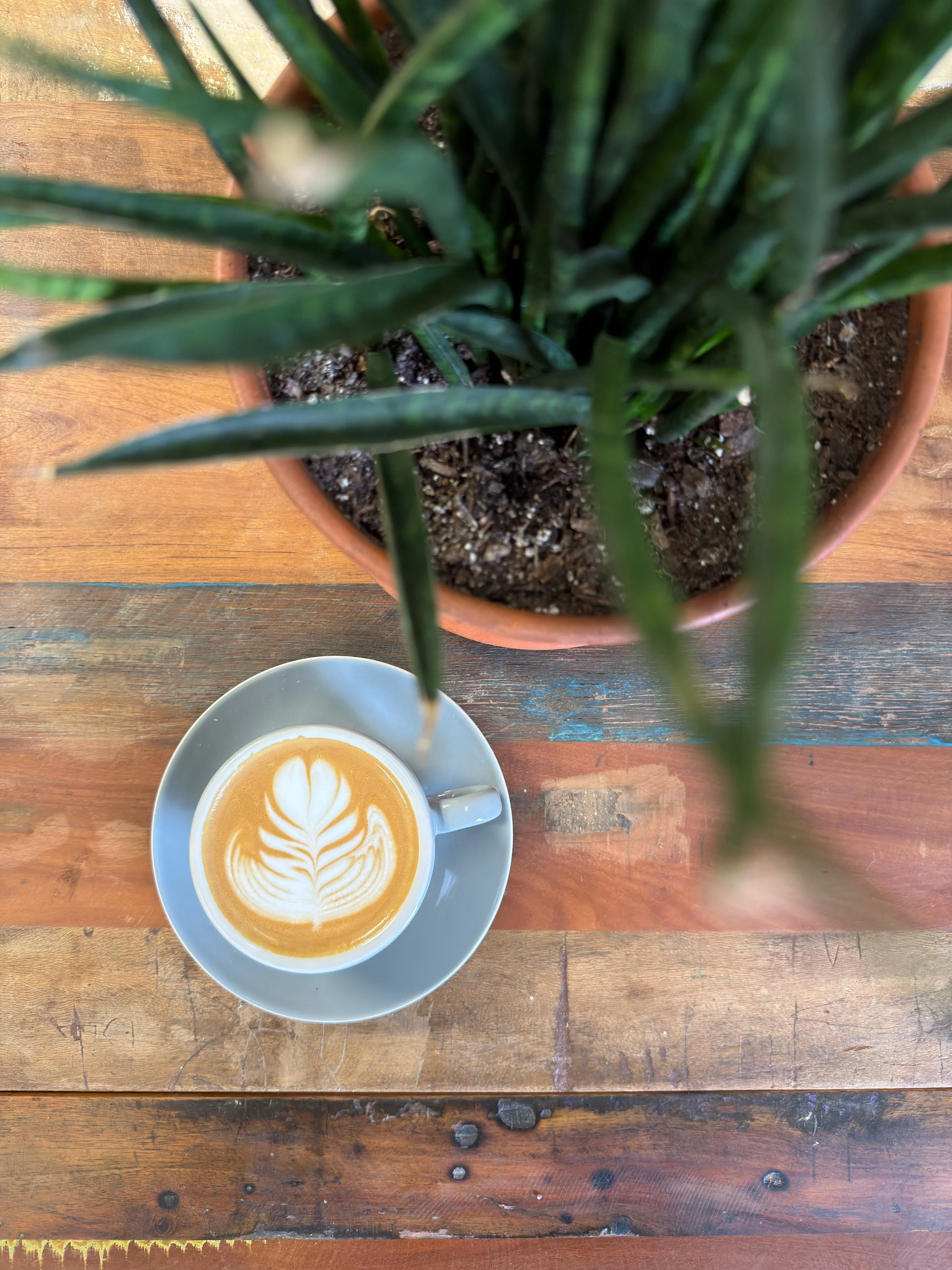 A cup of coffee with latte art on top, placed on a saucer, on a wooden table, seen from above, with a potted green plant in the background.