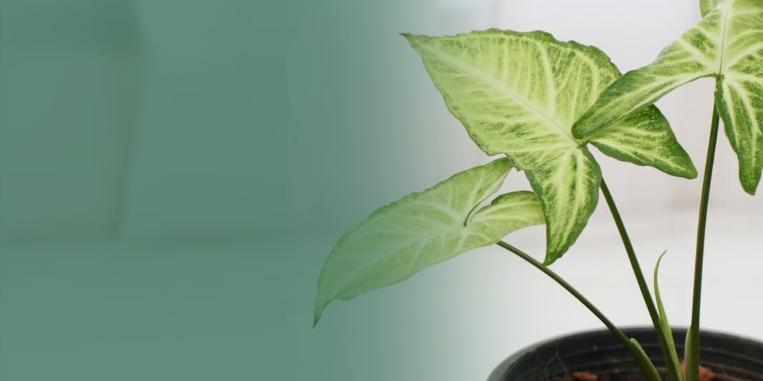 Untitled design (11).png