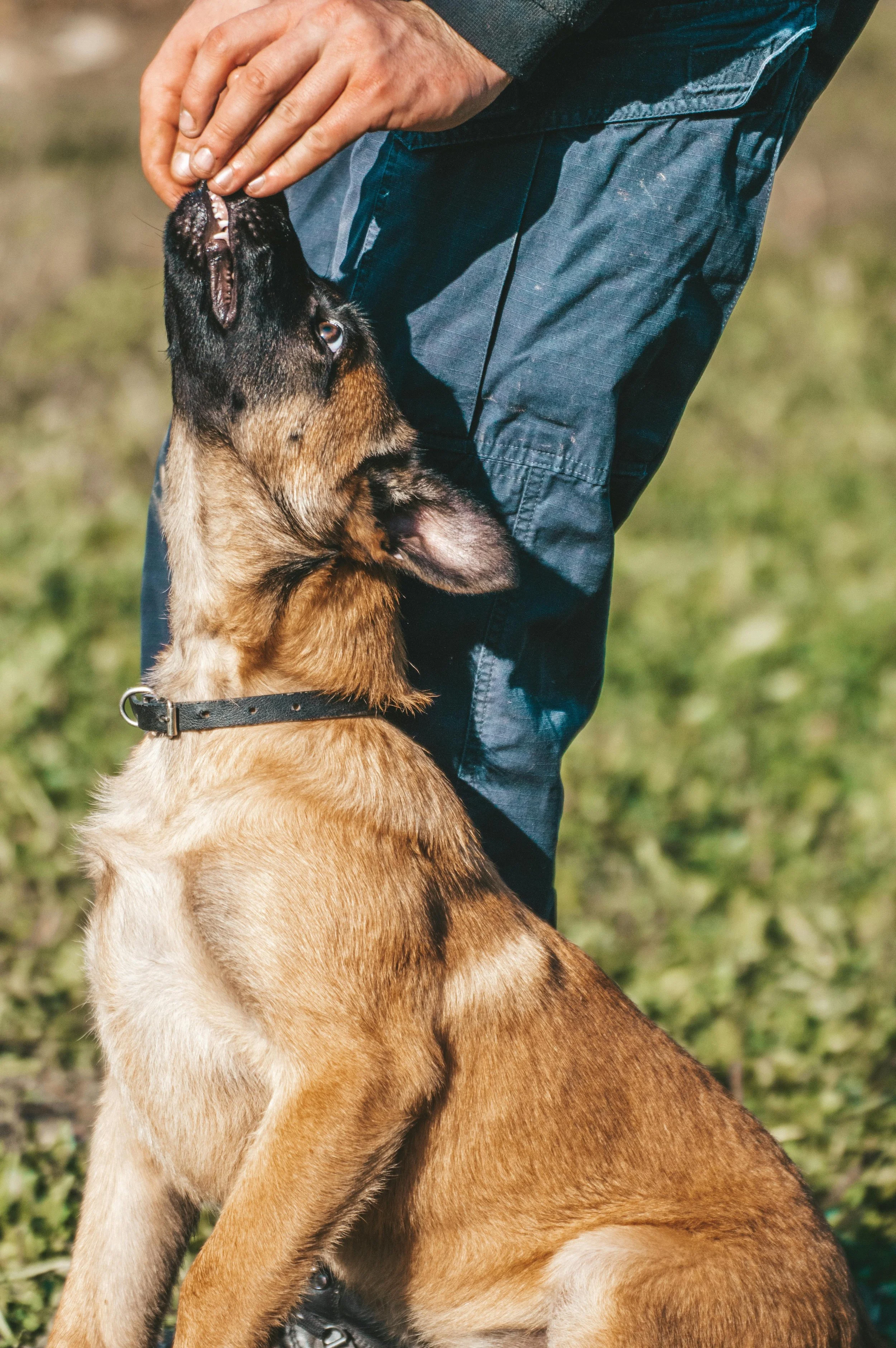 Malinois Puppy Focused Heal Stock Photo.jpg