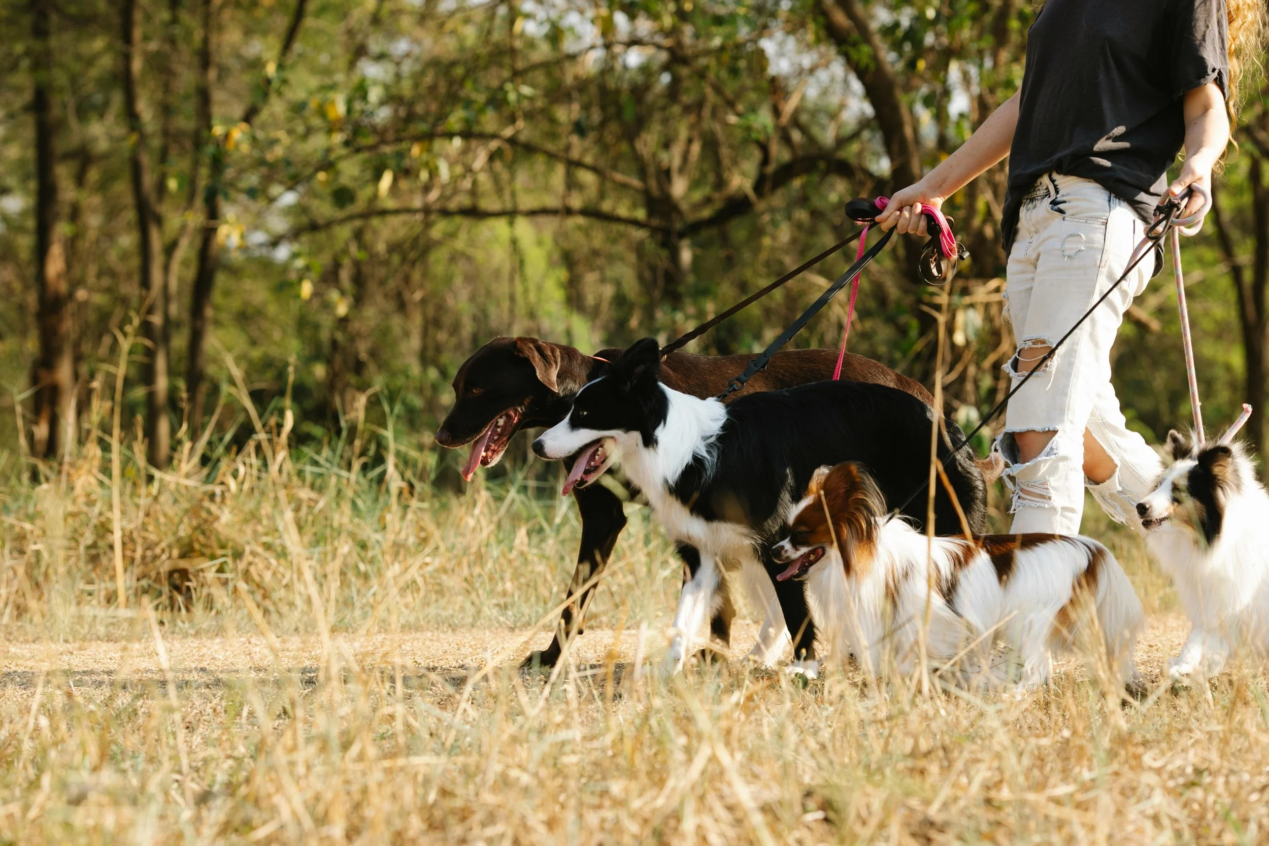 Multiple Dogs on Leash Stock Photo.jpg