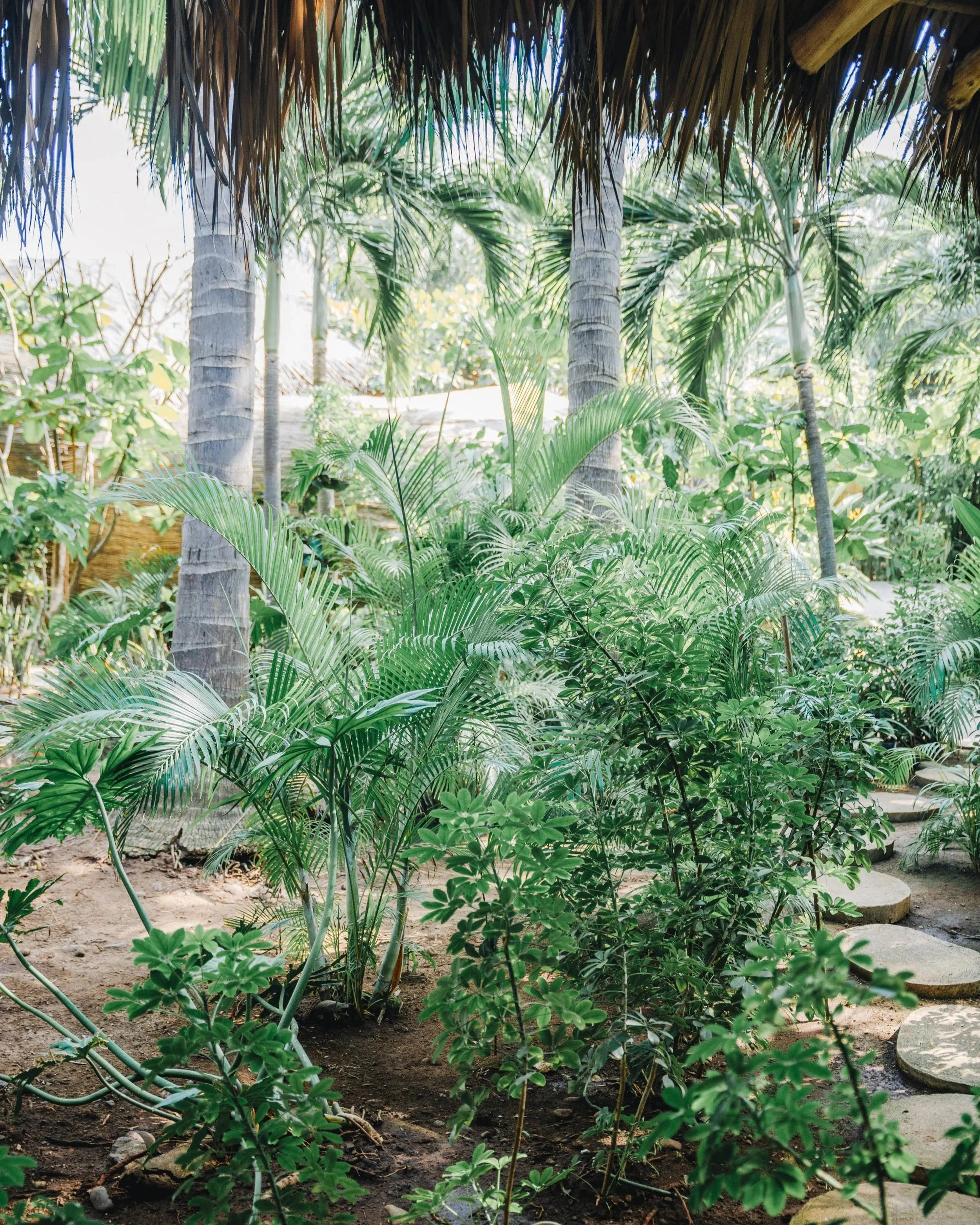 jungle-view-mizata.jpg