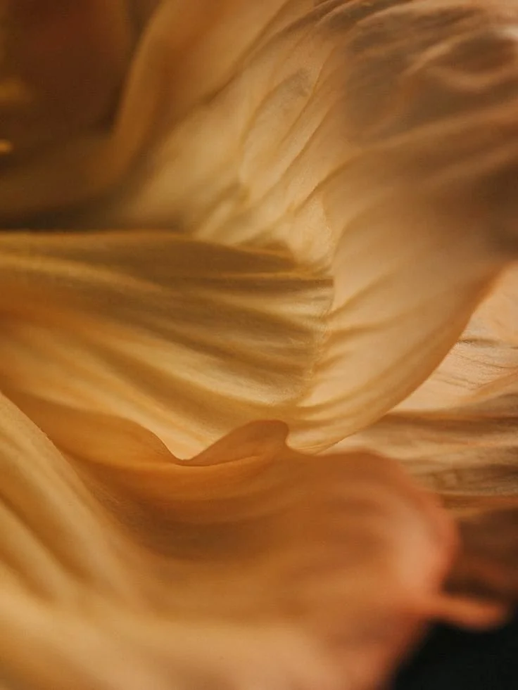 Close-up of orange and yellowish flower petals with soft lighting and gentle curves.