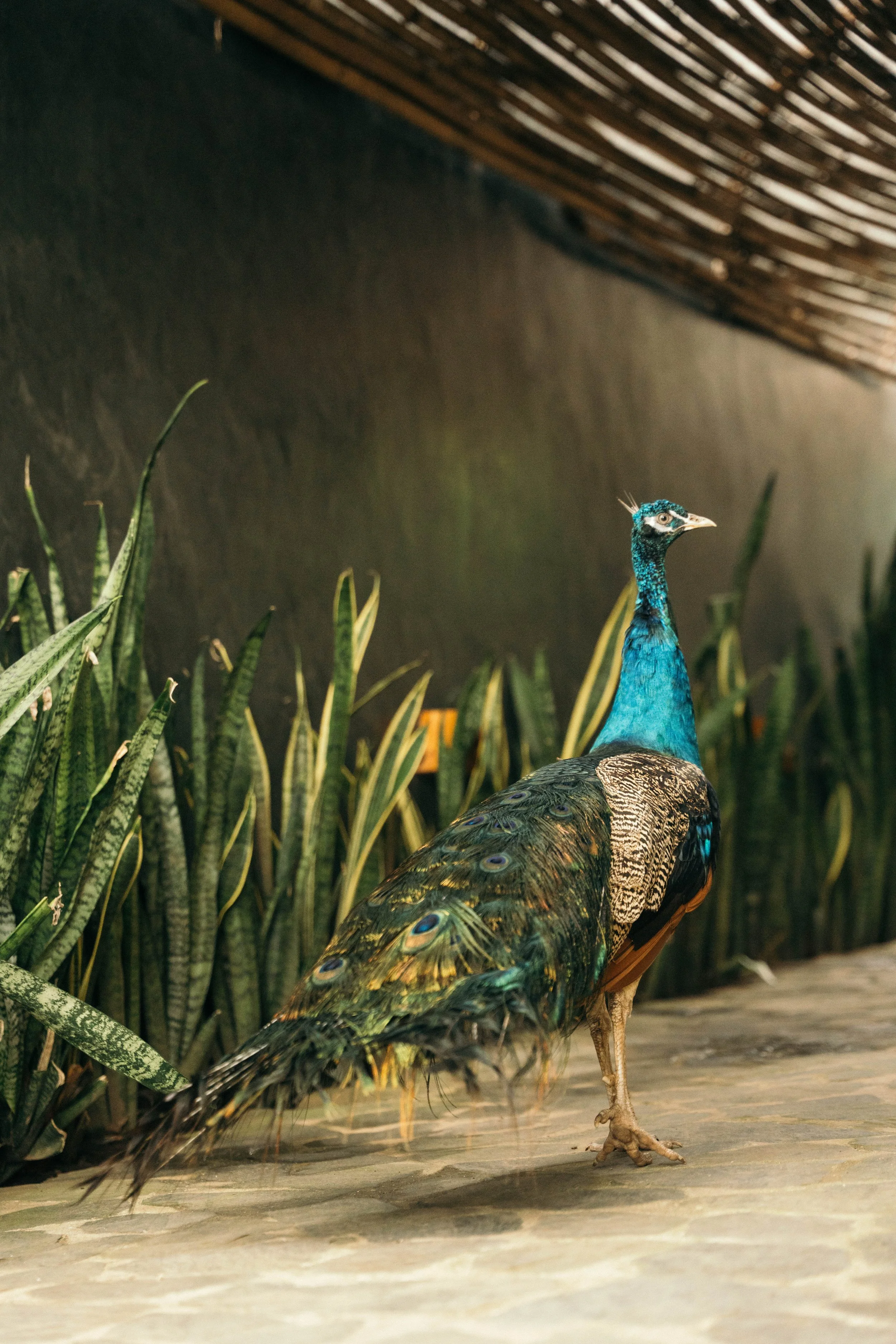 A peacock standing outdoors among green plants on a wooden surface with a dark wall and a wooden roof overhead.