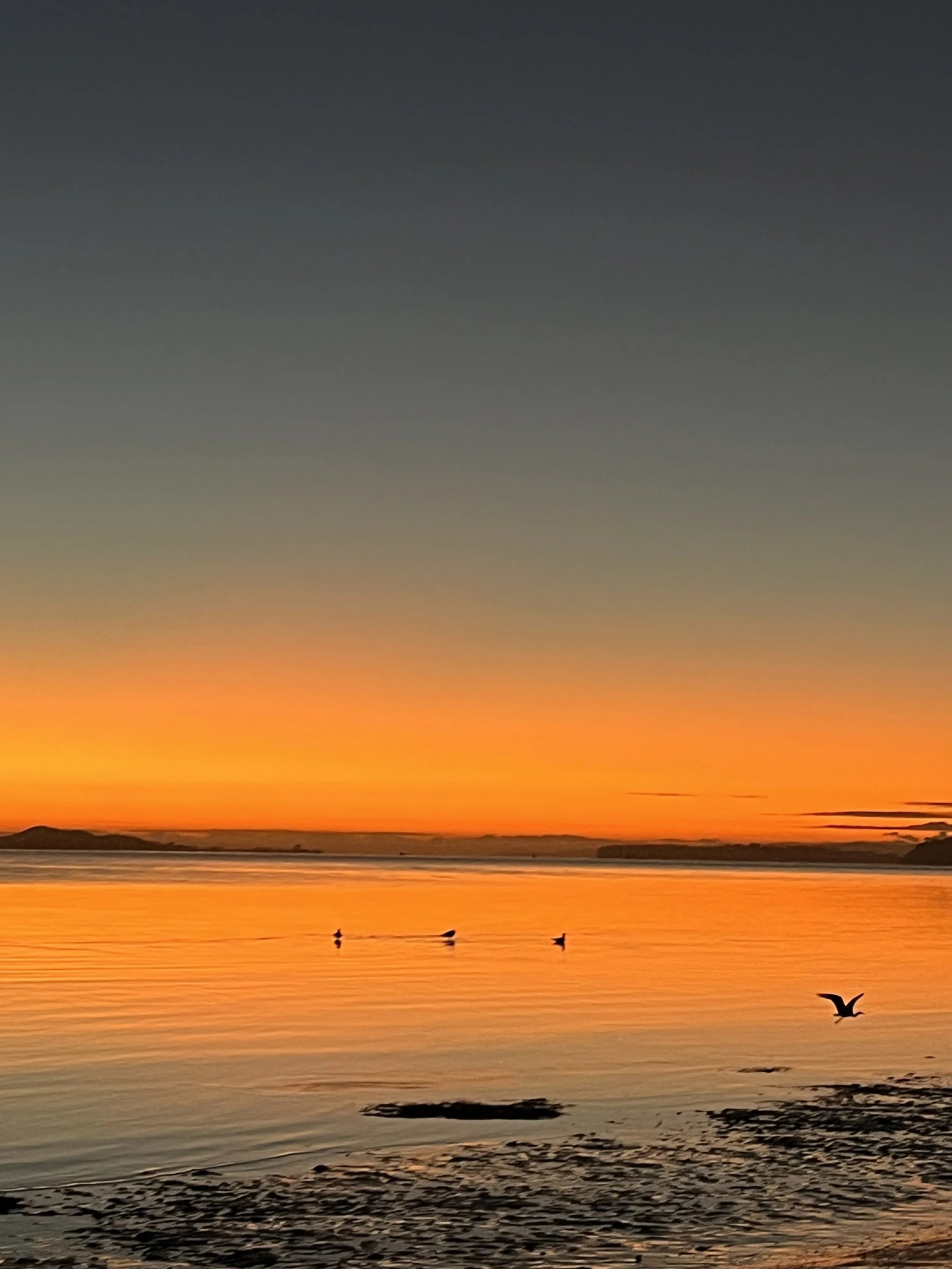 Sunset over water with orange and pink colors, silhouettes of birds flying, and a rocky shoreline in the foreground.