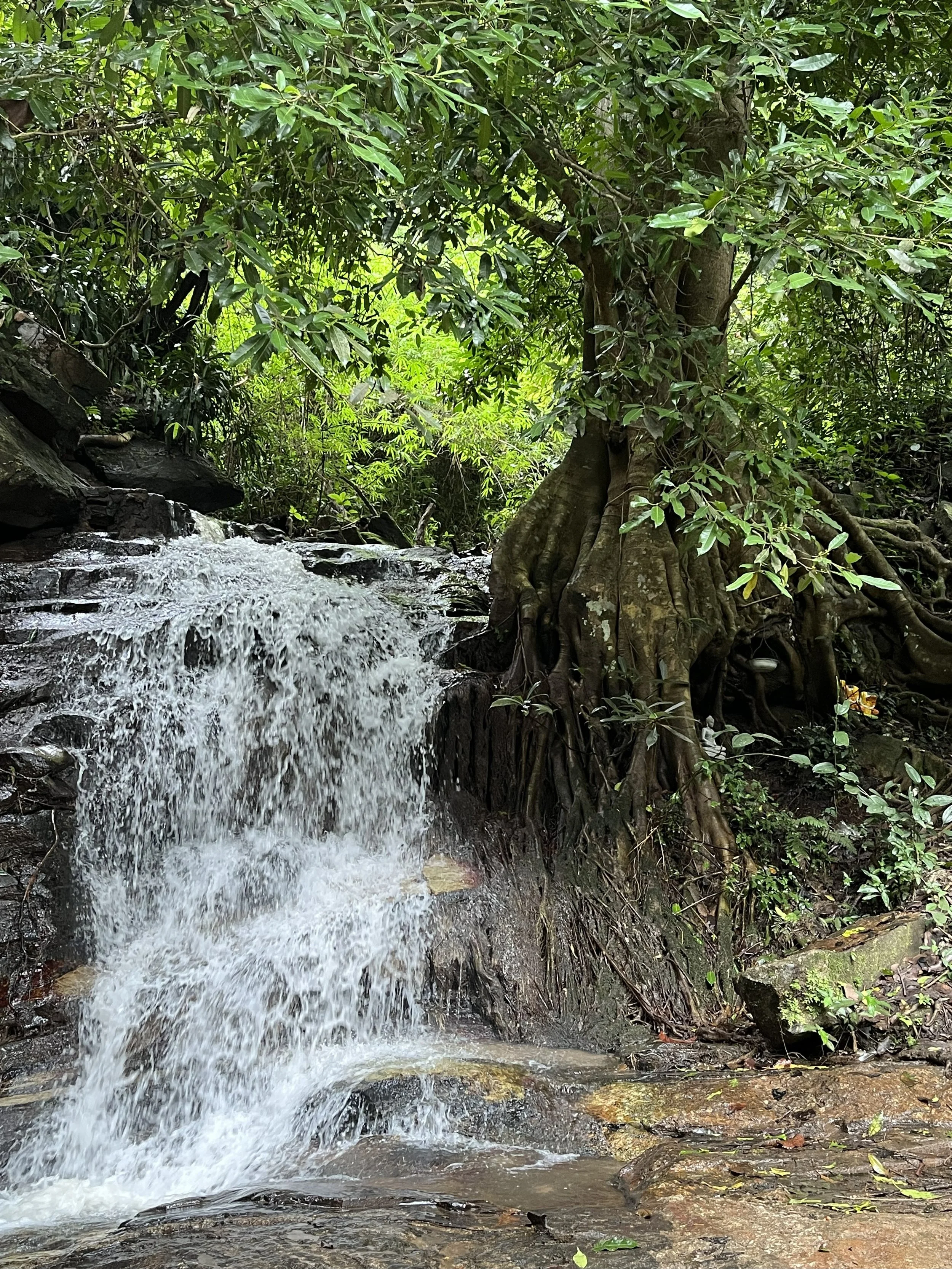 A small waterfall flowing over rocks surrounded by lush green tropical foliage.