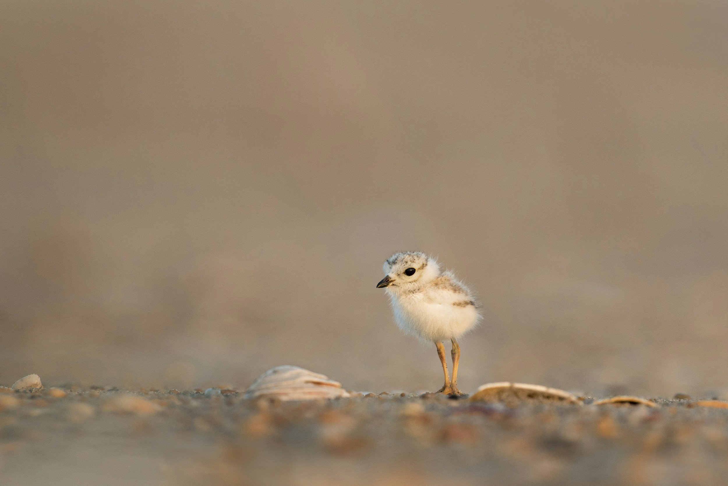 A small, fluffy baby bird with brown and white feathers standing on a sandy beach with shells, against a blurred background.
