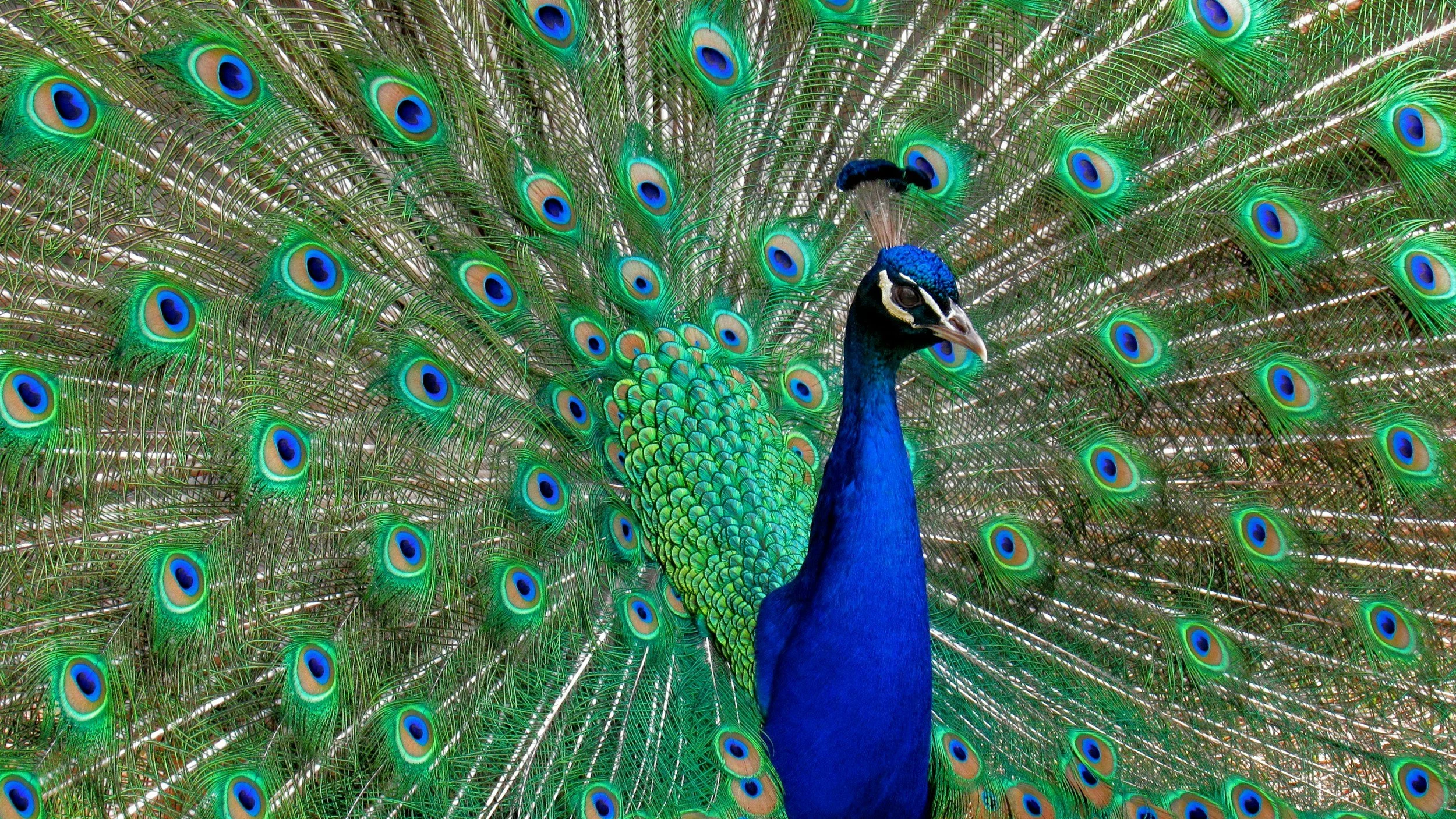 A peacock displaying its vibrant, colorful tail feathers with eye-like patterns in blue, green, and gold.