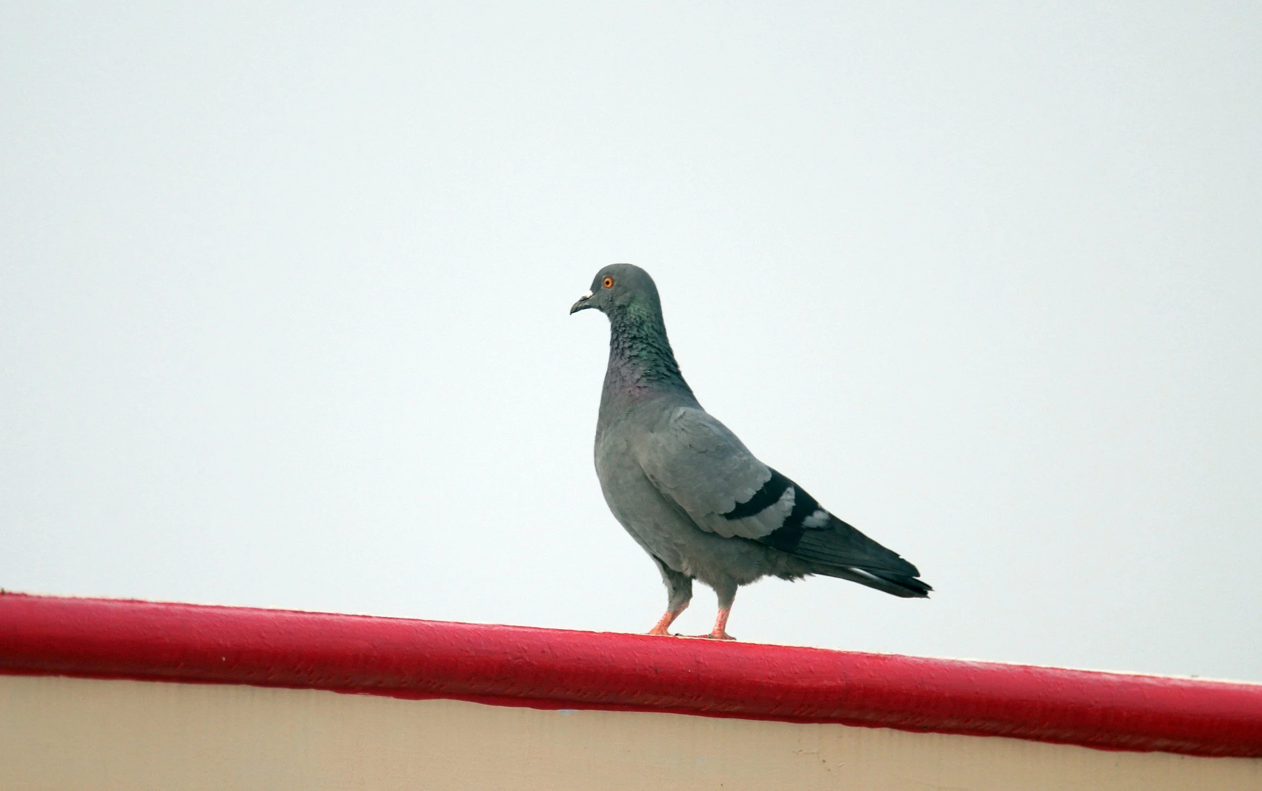 A pigeon standing on a red surface against a plain background