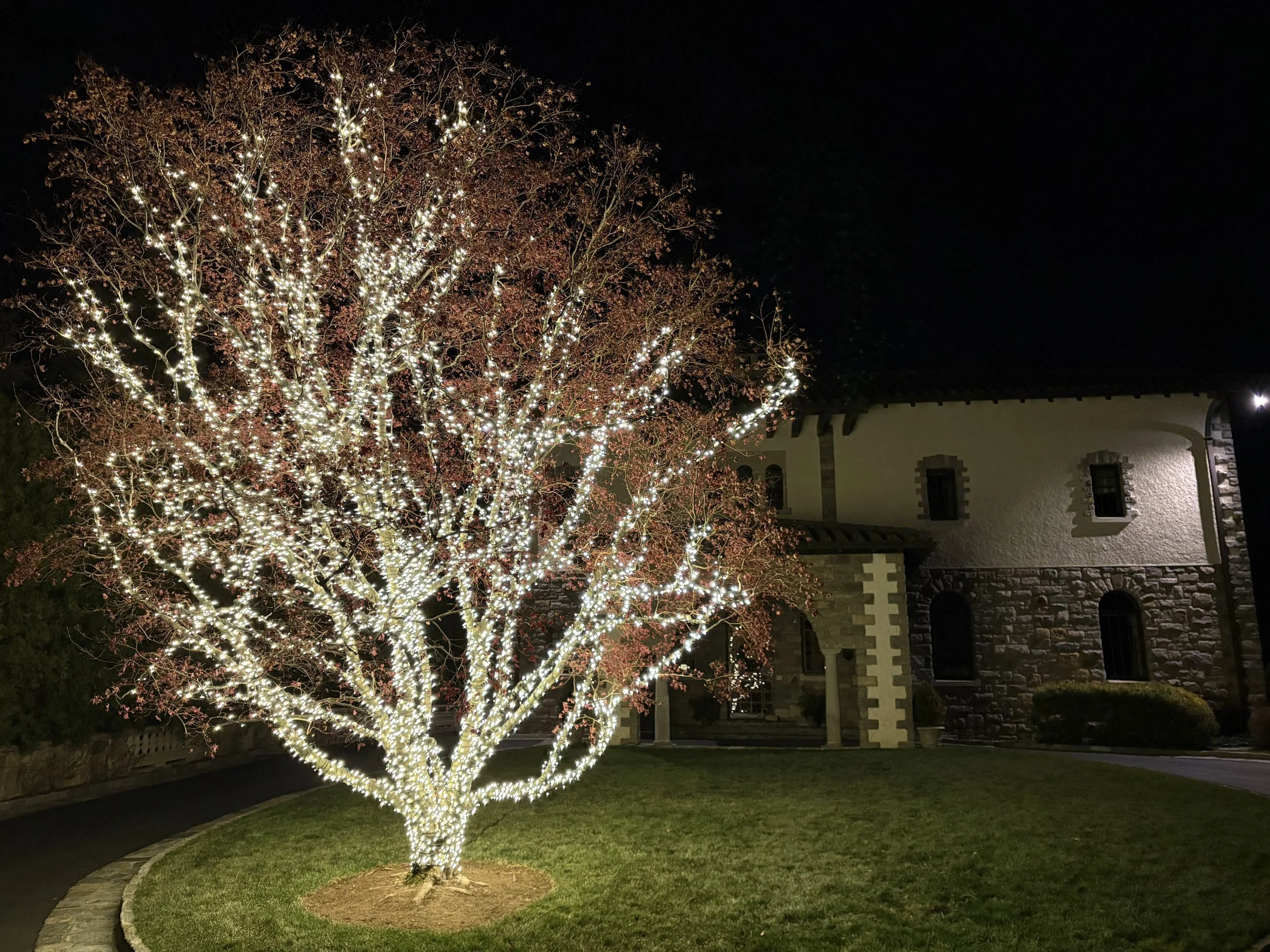 A large tree decorated with numerous white string lights at night. The tree is in front of a stone and stucco building with arched windows and a covered porch. The ground around the tree is grass, and a curved pathway borders the tree.