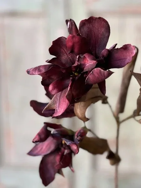 Canna Spray | 33”