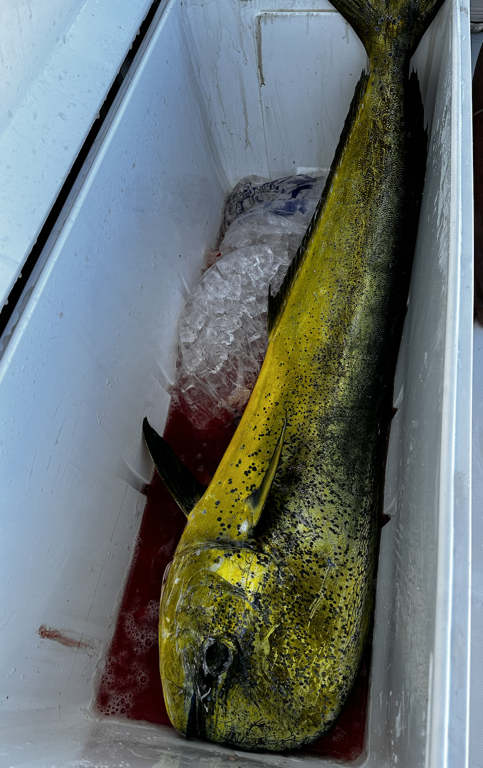 Screen Shot 2026-01-09 at 6.51.59 PM.png