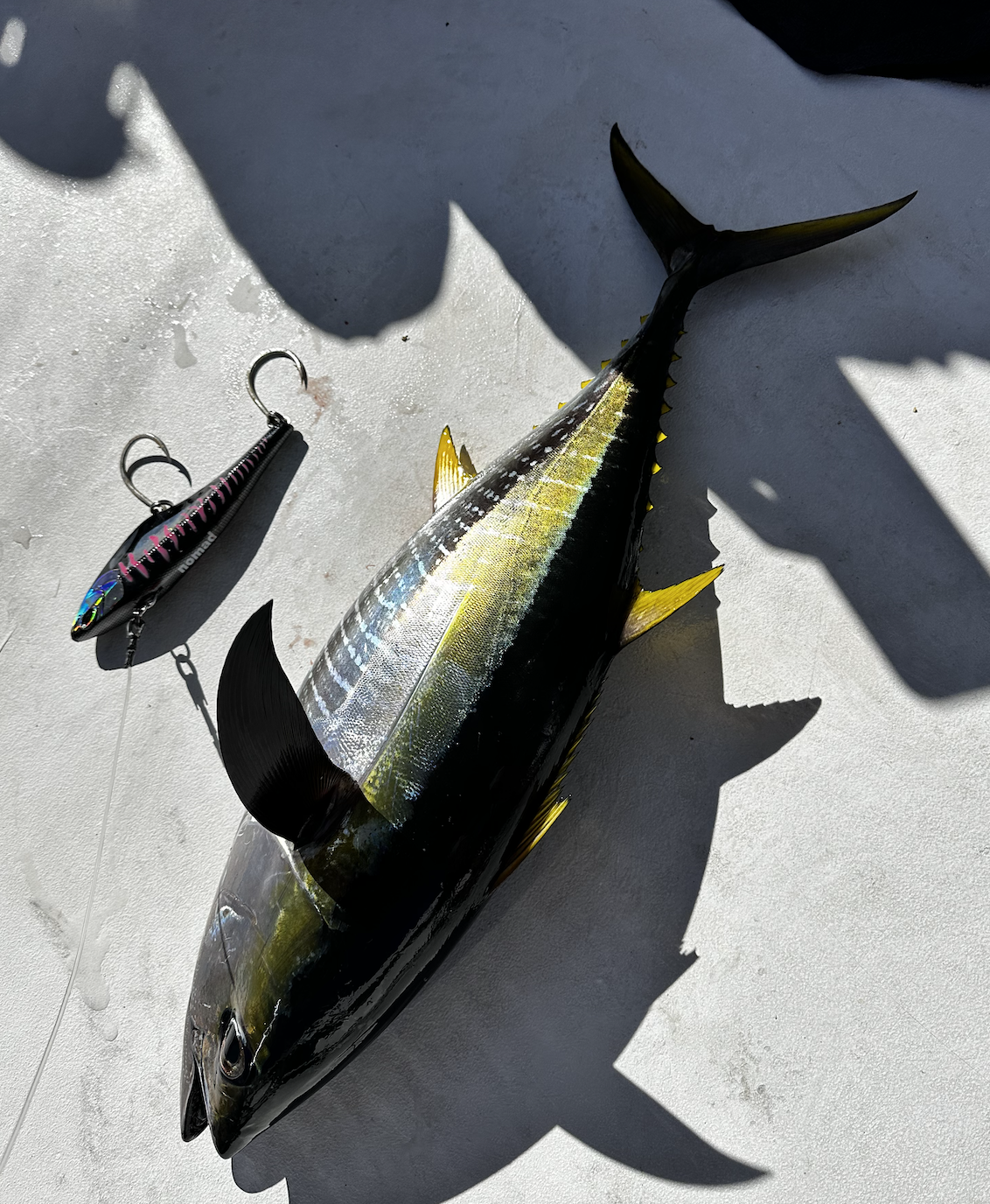 Screen Shot 2026-01-09 at 6.50.13 PM.png