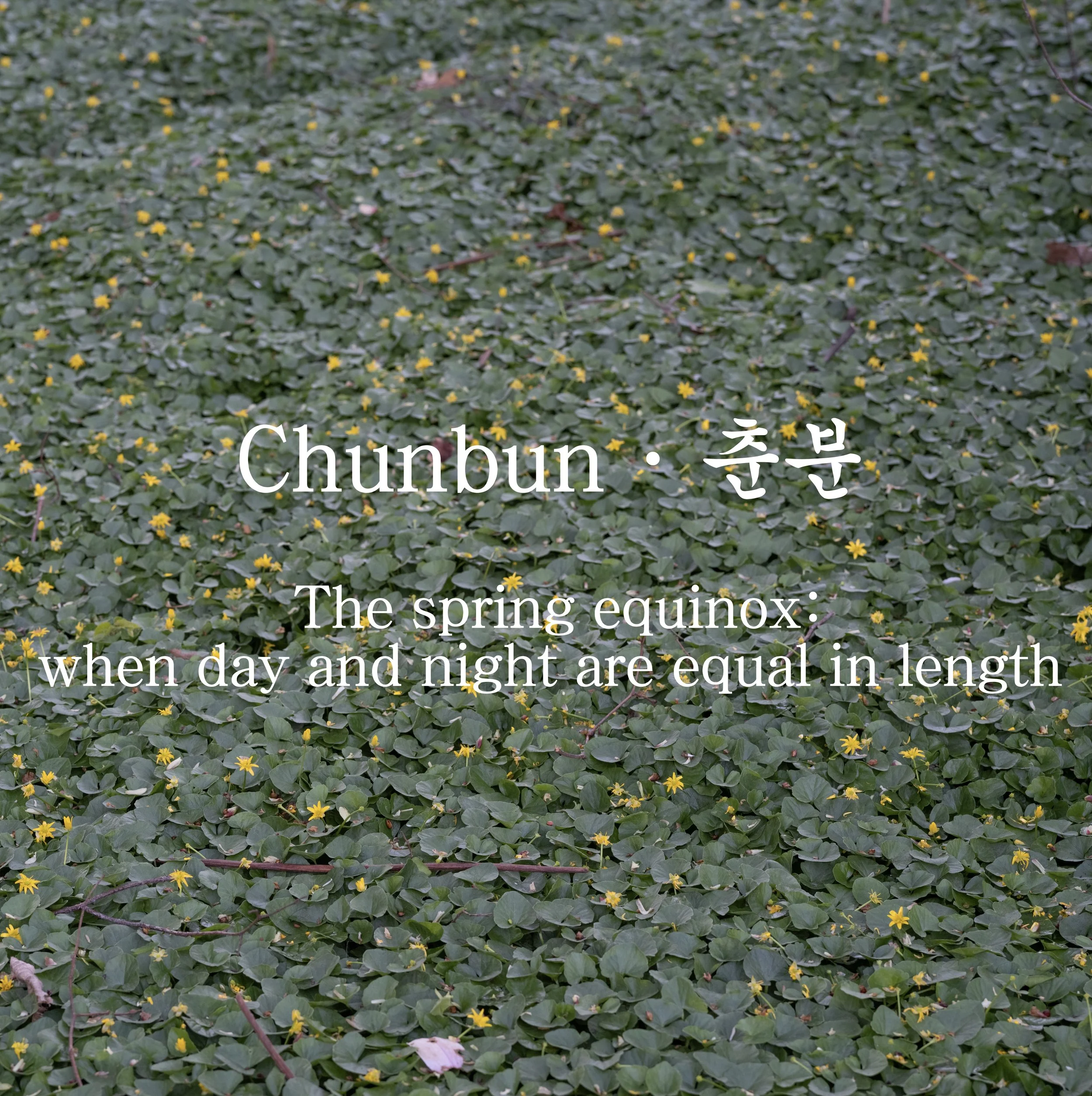 Chunbun (춘분): Finding Balance in Mid-Spring
