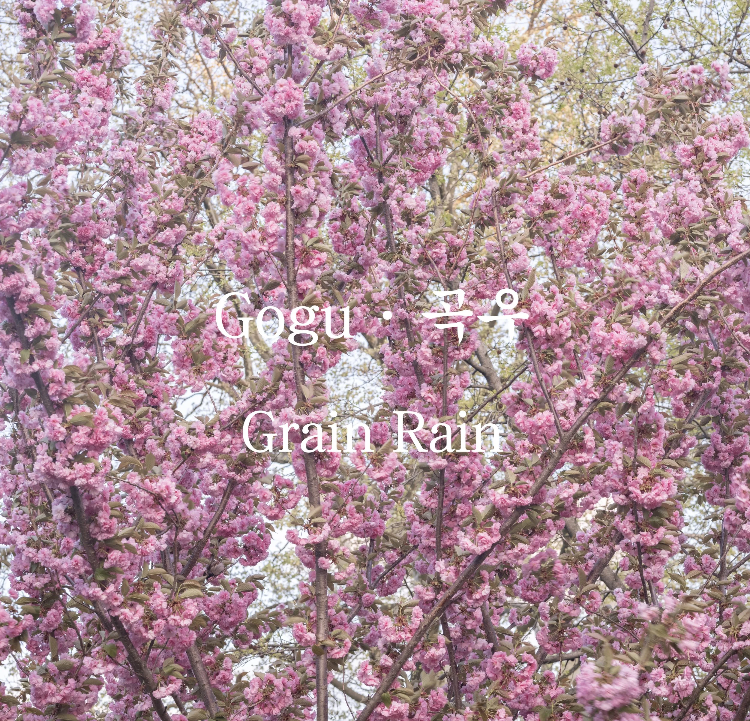 Gogu (곡우): Grain Rain and Deep Nourishment in Late Spring