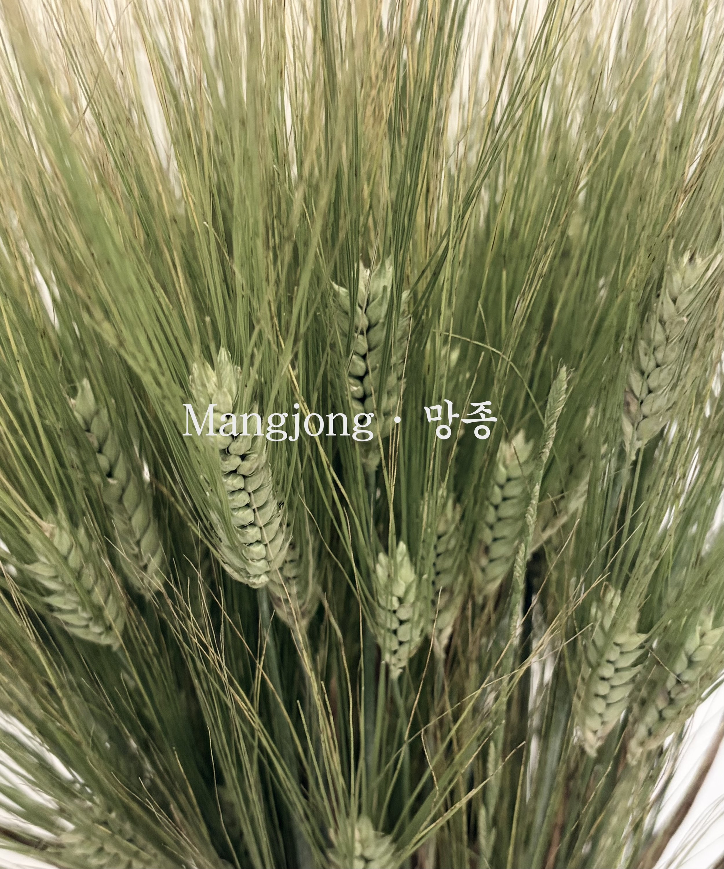 Mang-jong (망종): Grain in Ear and the Pressure of Early Summer