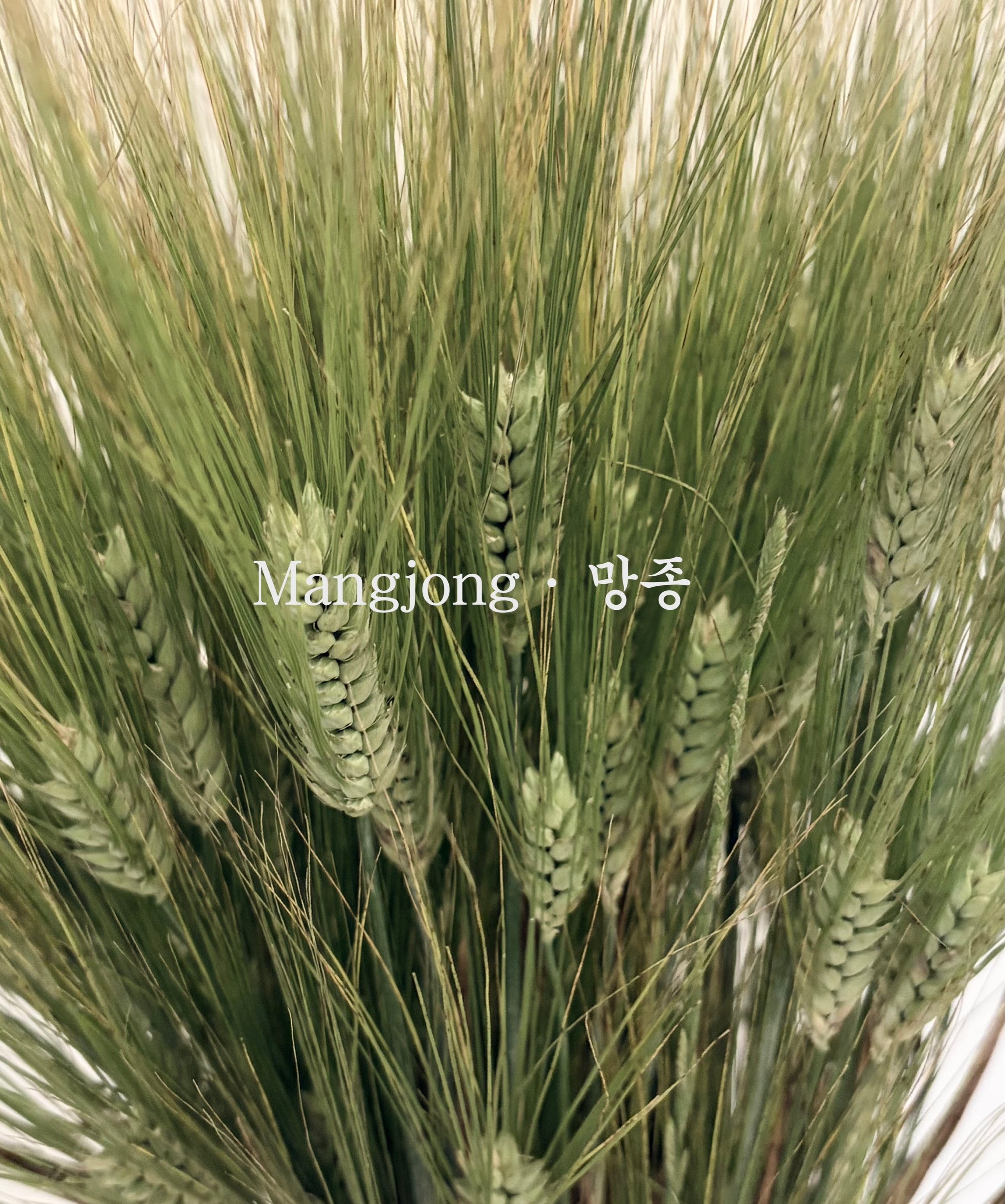 Mangjong &middot; 망종
Grain in Ear.

The 9th of 24 Jeolgi &mdash; when seeds find their place and life pushes forward.

For more &rarr; link in bio.

#mangjong #jeolgi #koreantradition #24seasons #koreanwisdom gamcho