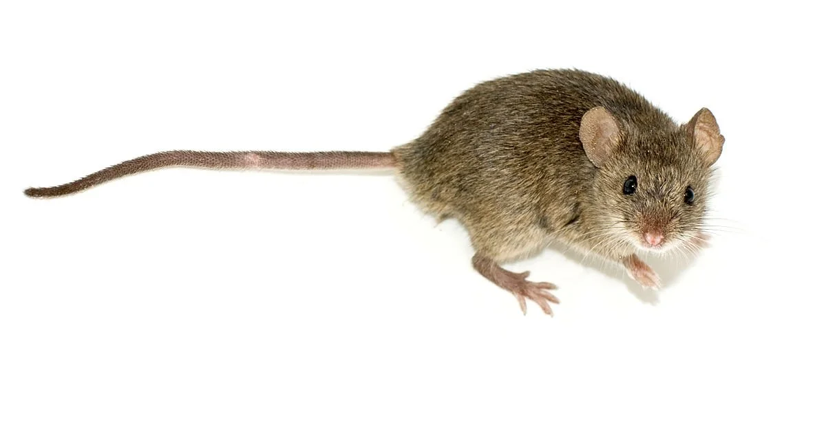 A brown mouse with pink paws and ears, and black eyes, on a white background.