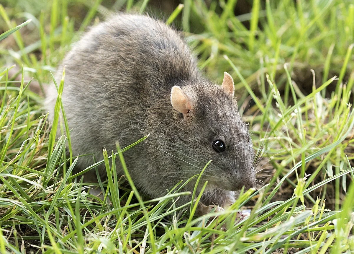 A small brown rodent with large black eyes and rounded ears, sitting on green grass.