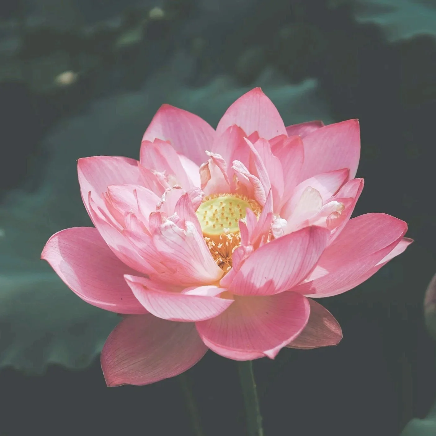 Close-up of a pink lotus flower floating on water with green lily pads in the background.