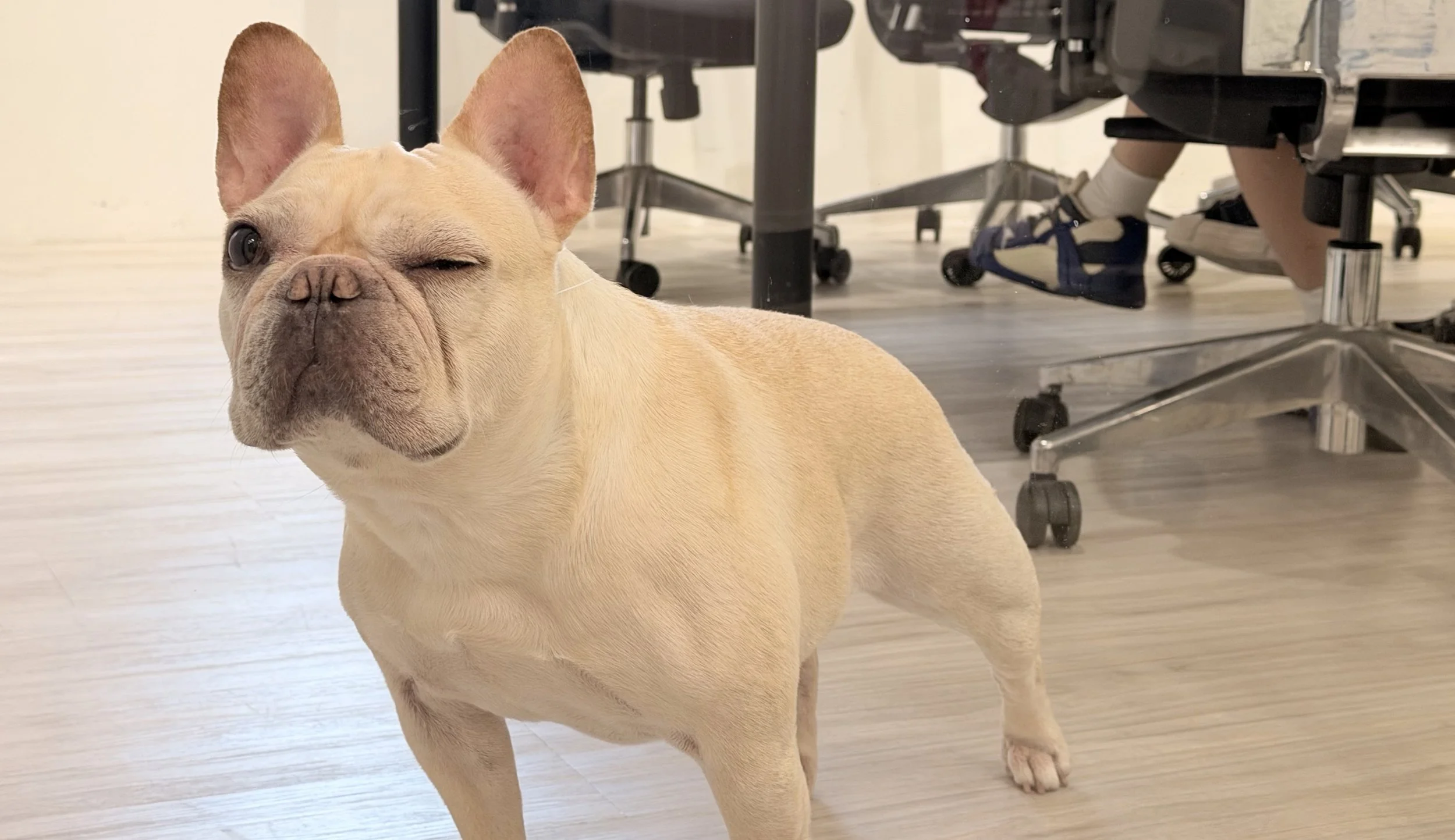 A tan French Bulldog with one eye open and one eye closed, standing on a wooden floor indoors with chairs and tables in the background.