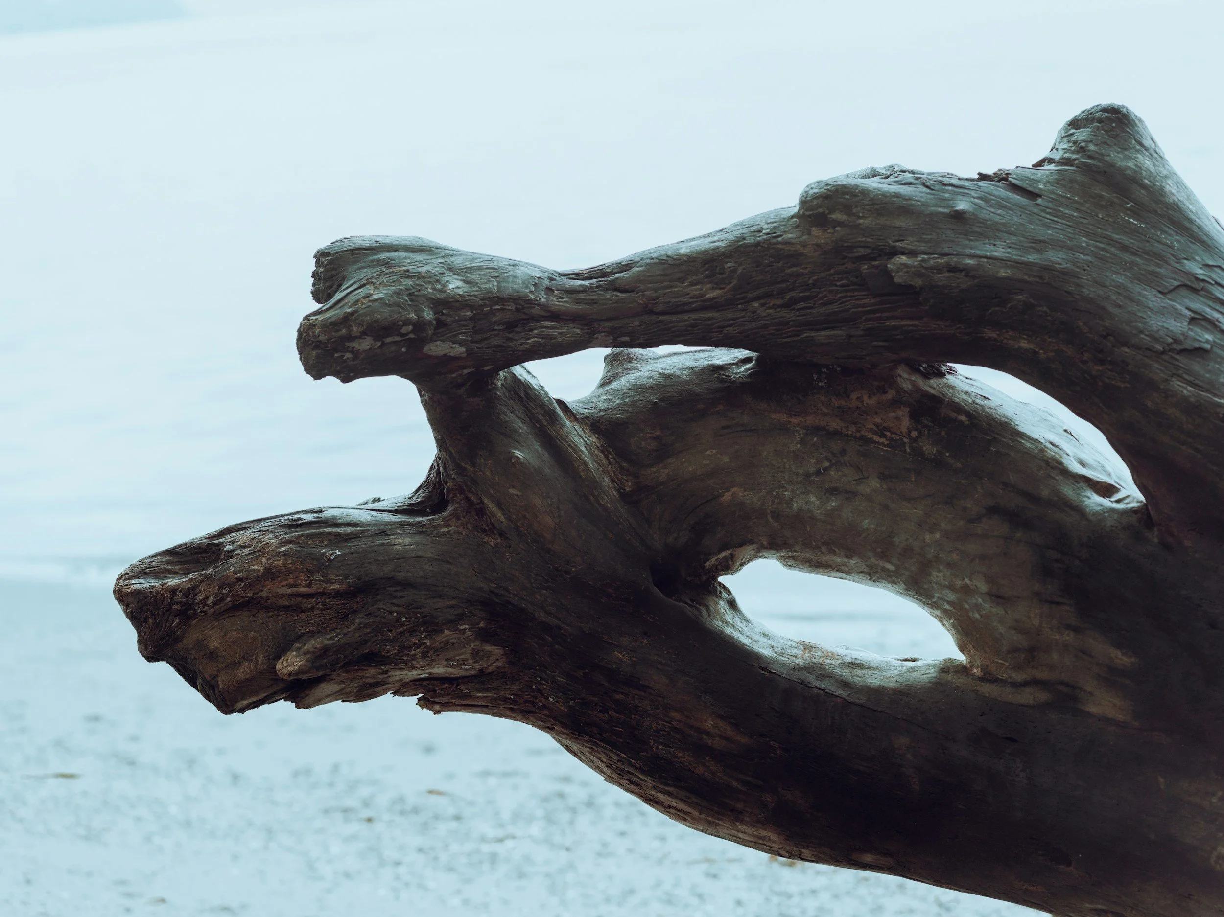 Close-up of a large piece of driftwood on a beach with a blurry, light-colored sky and sand in the background.