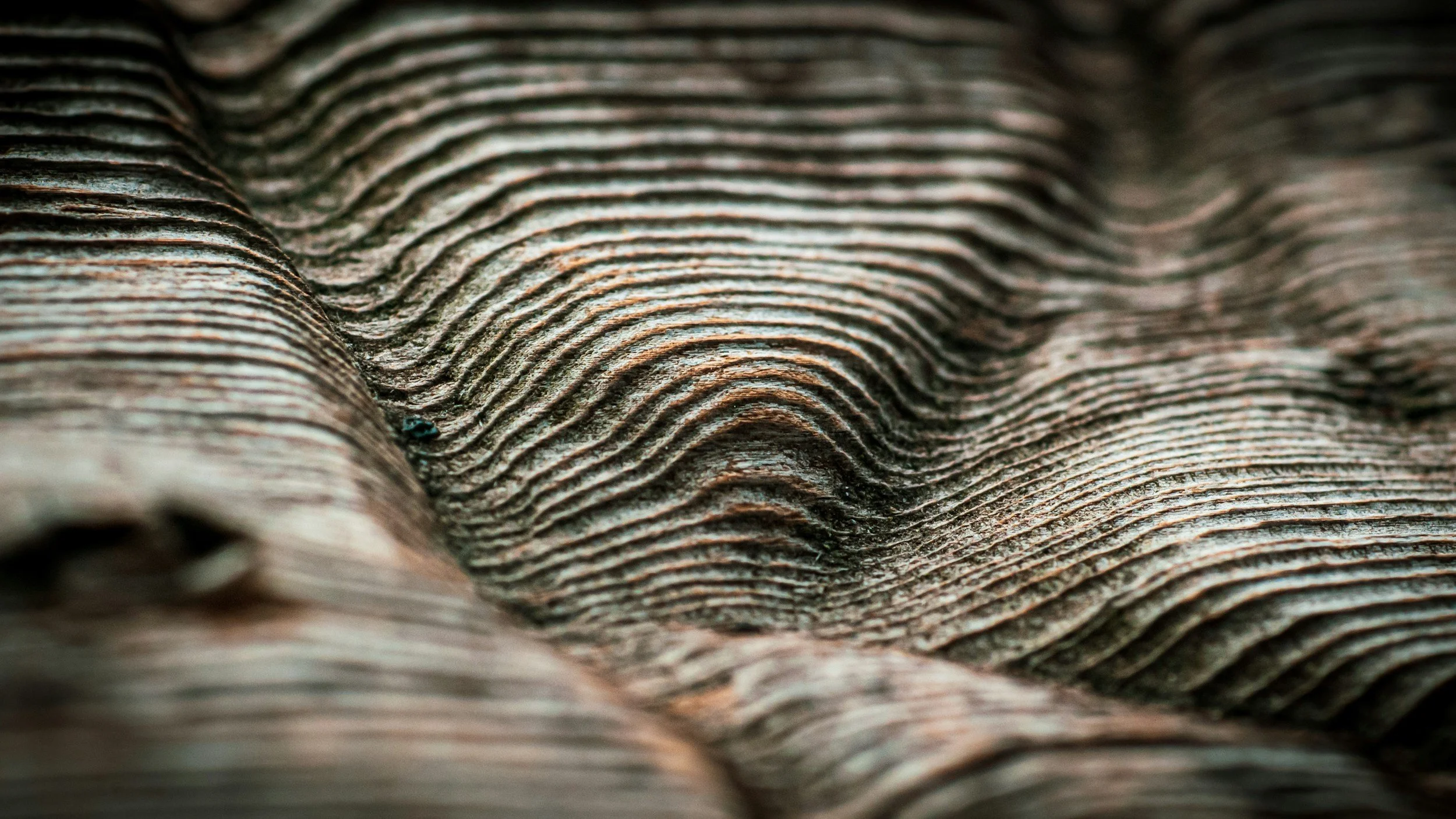 Close-up of textured, wavy, layered wood surface with fine lines and grooves.