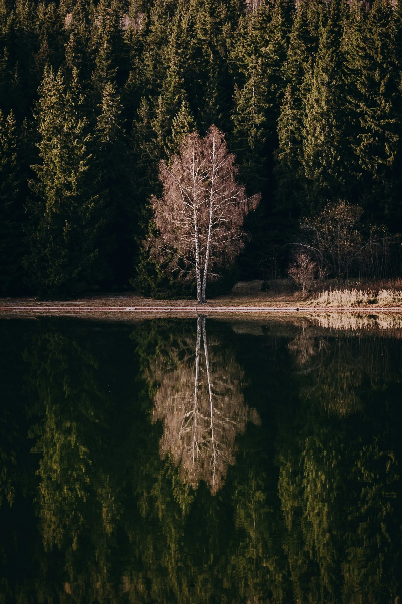 A leafless tree near a body of water with dense evergreen forest in the background, reflecting the tree and trees in the water.