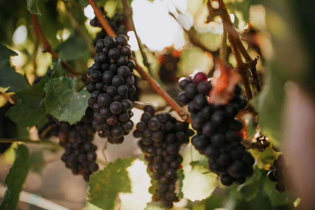 Grapes hanging in the vineyard