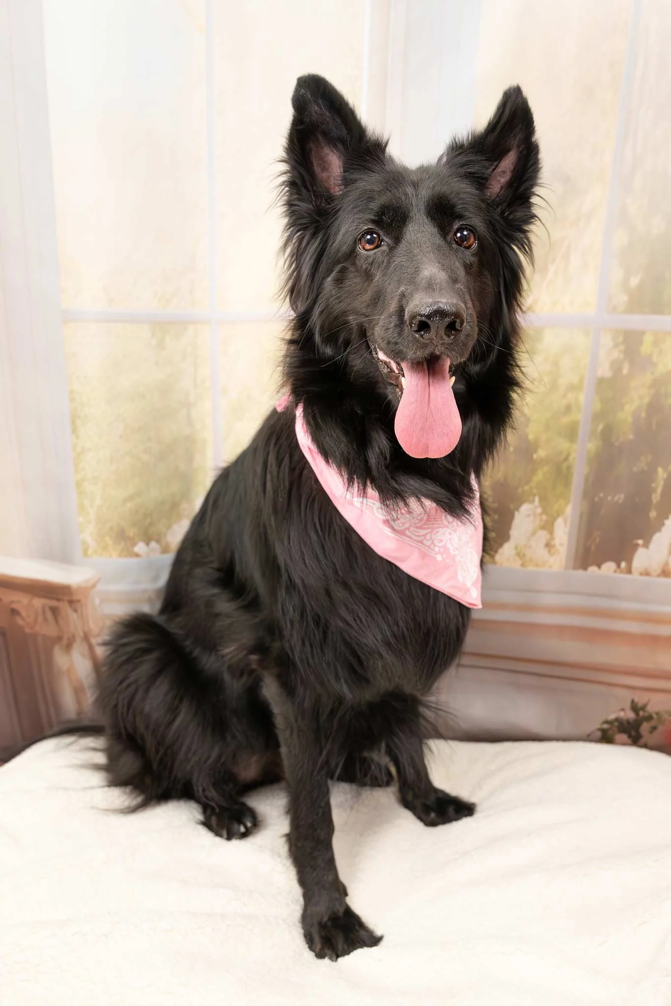 dog-portrait-Edmonton-BTS-4551.jpg