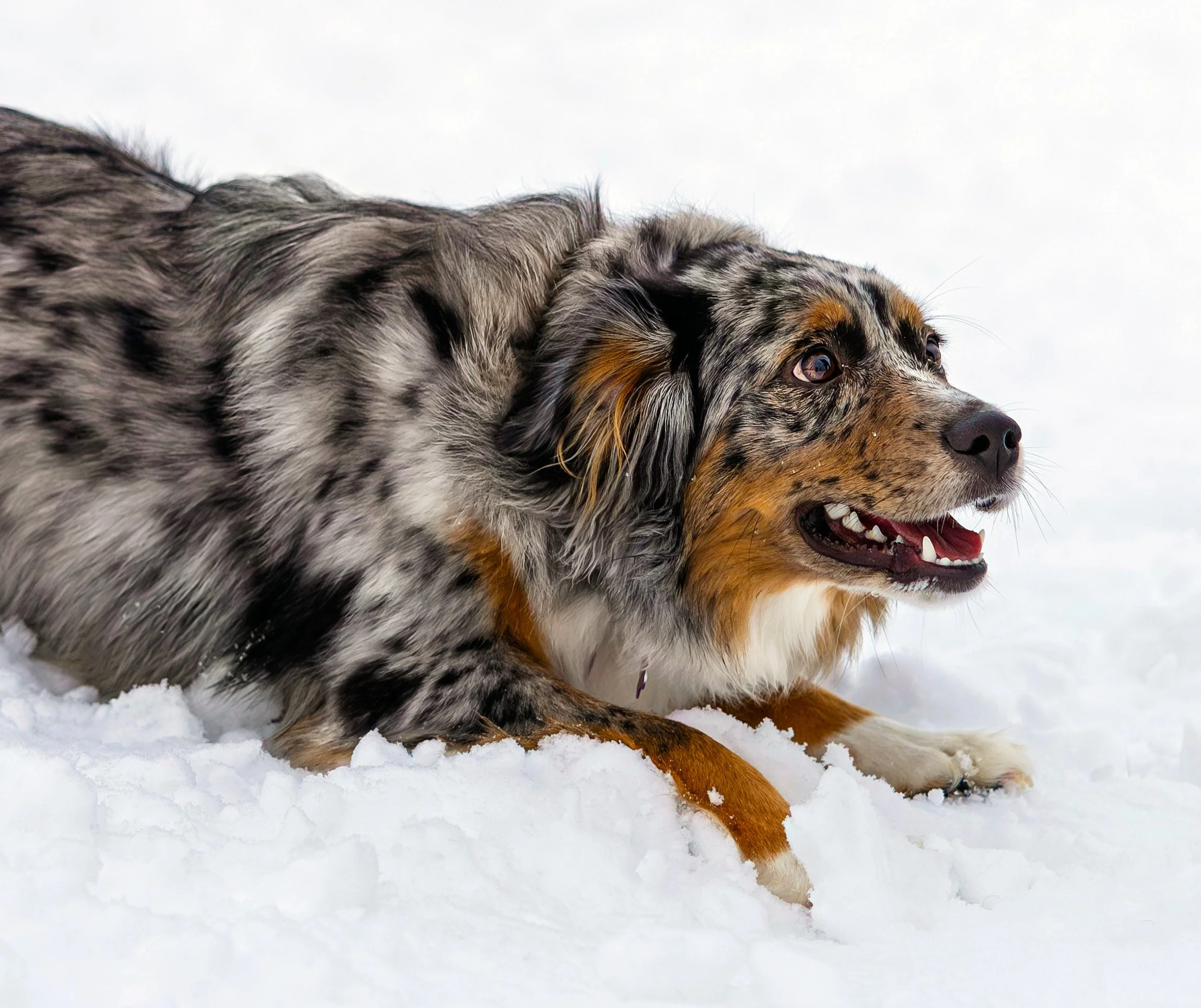 My Dog Won’t Sit Still! Can I Still Book a Photoshoot?